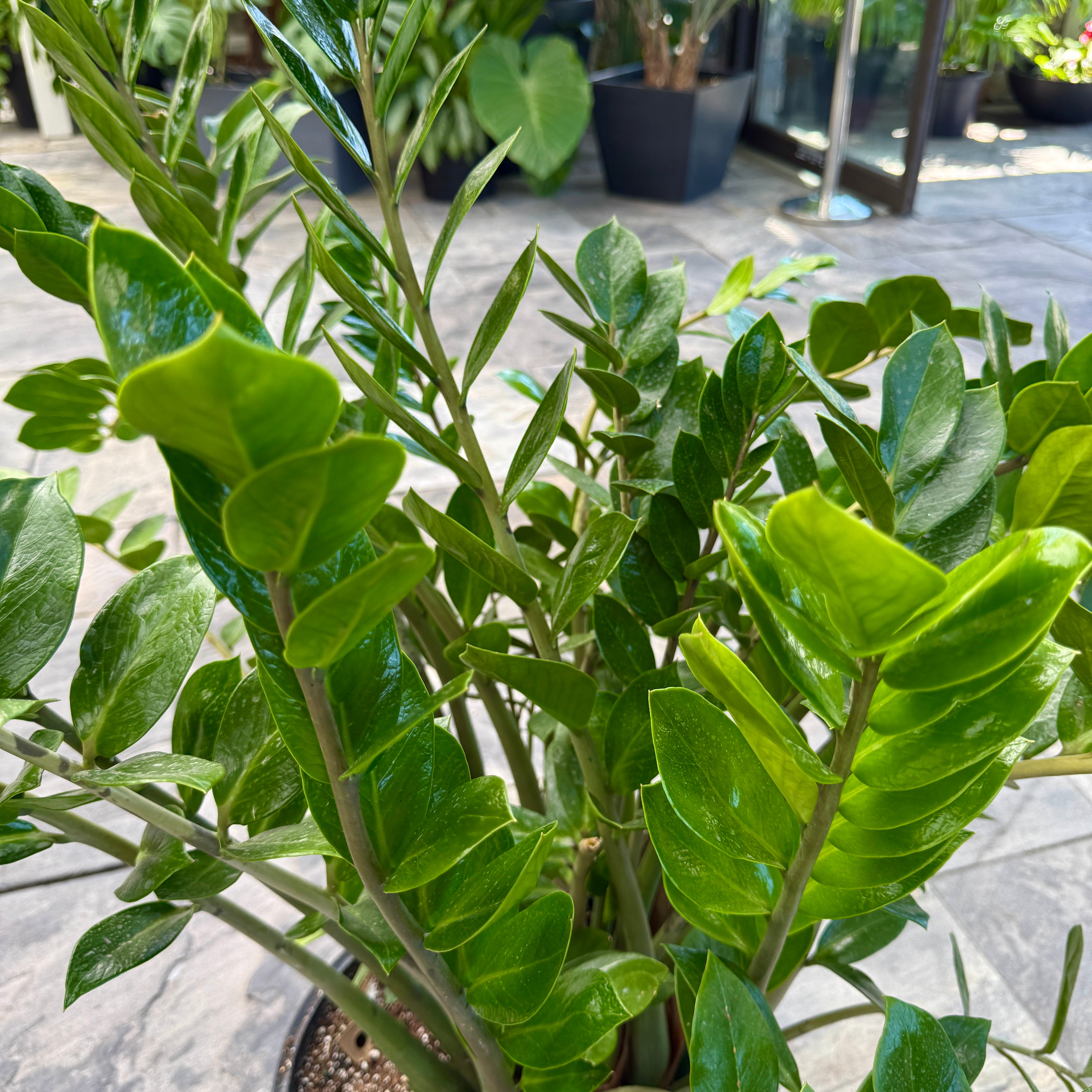 ZZ Plant (Zamioculcas zamiifolia) - 14" Pot
