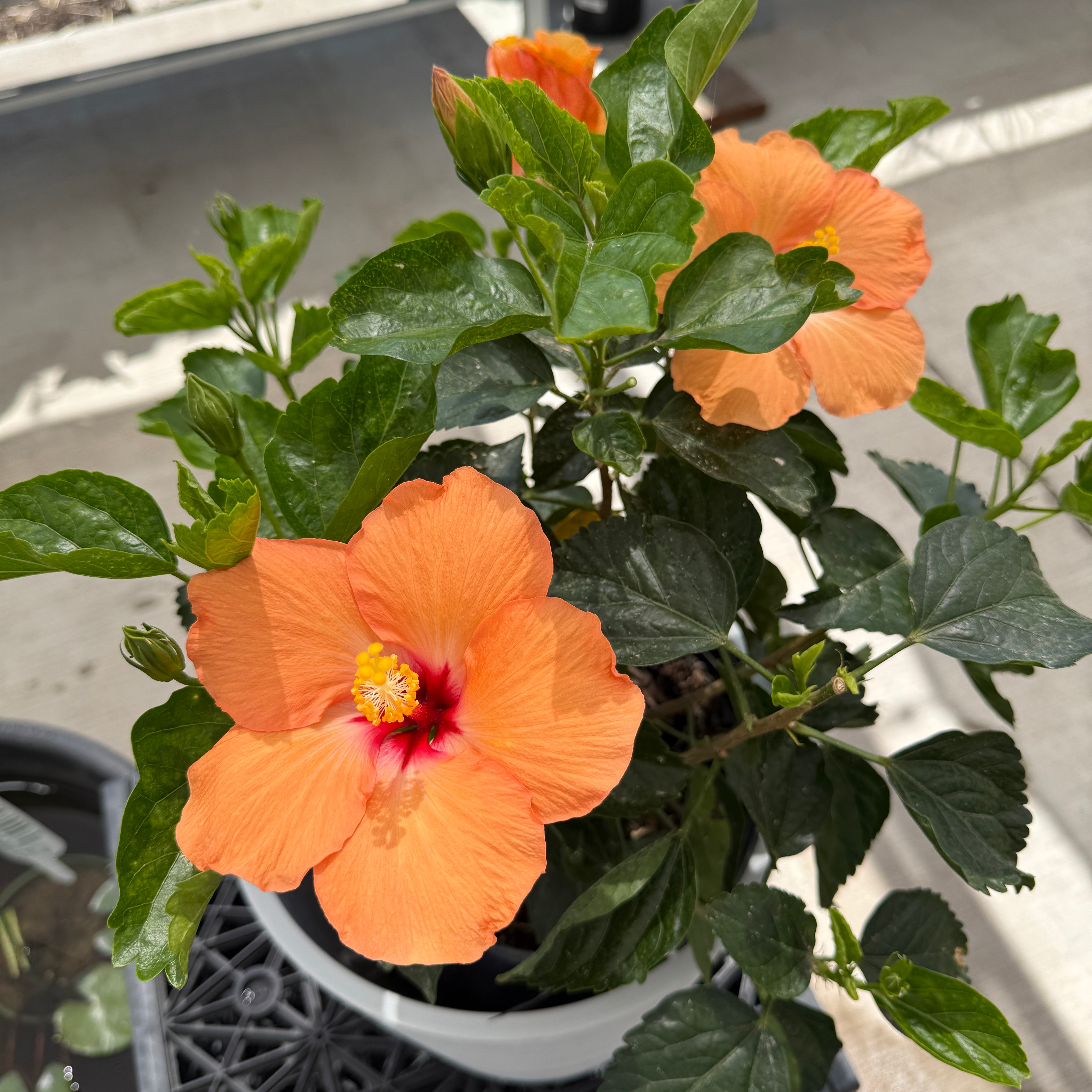 Hibiscus 'Double Peach' (Hibiscus rosa-sinensis 'Double Peach') - 10" Pot - Bush