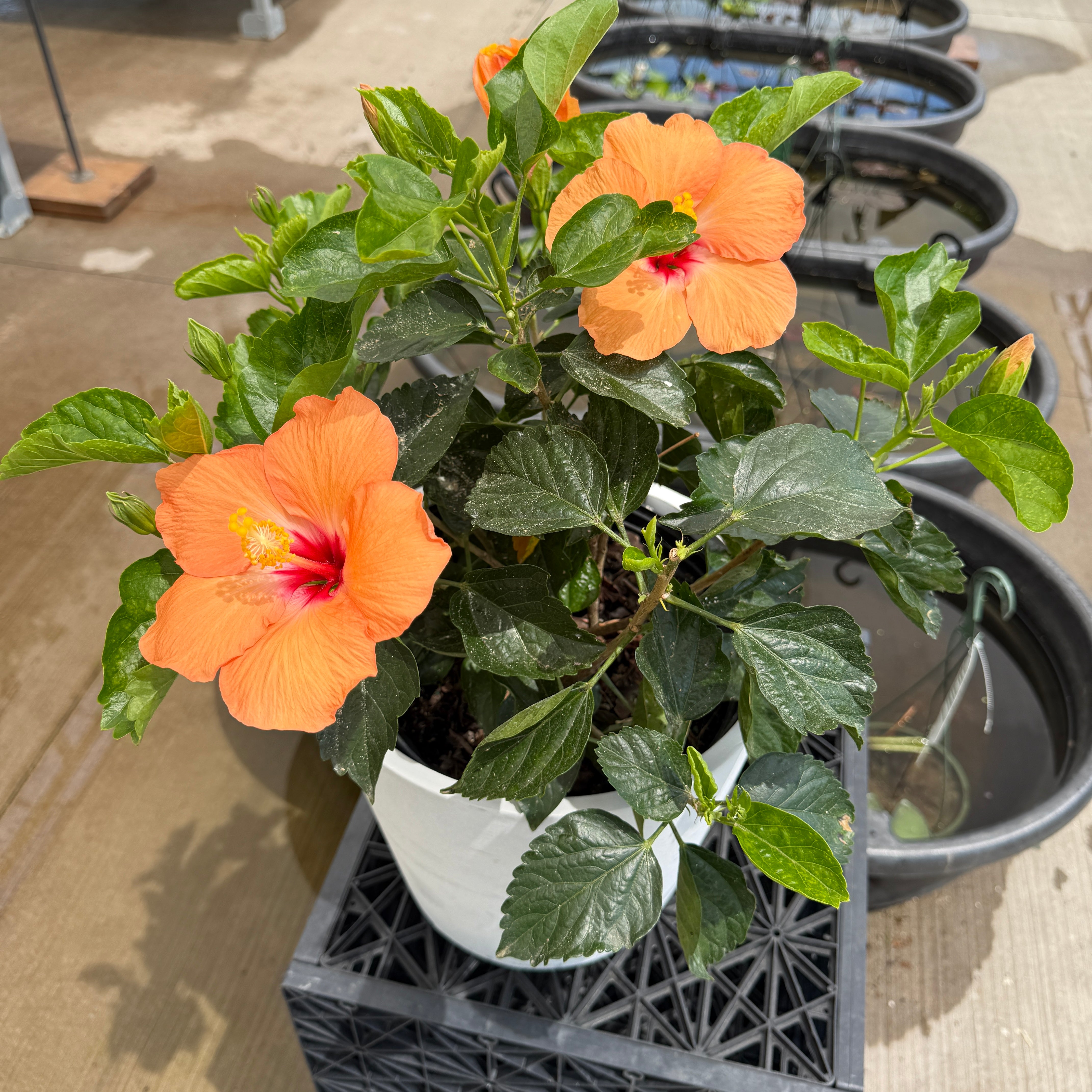 Hibiscus 'Double Peach' (Hibiscus rosa-sinensis 'Double Peach') - 10" Pot - Bush