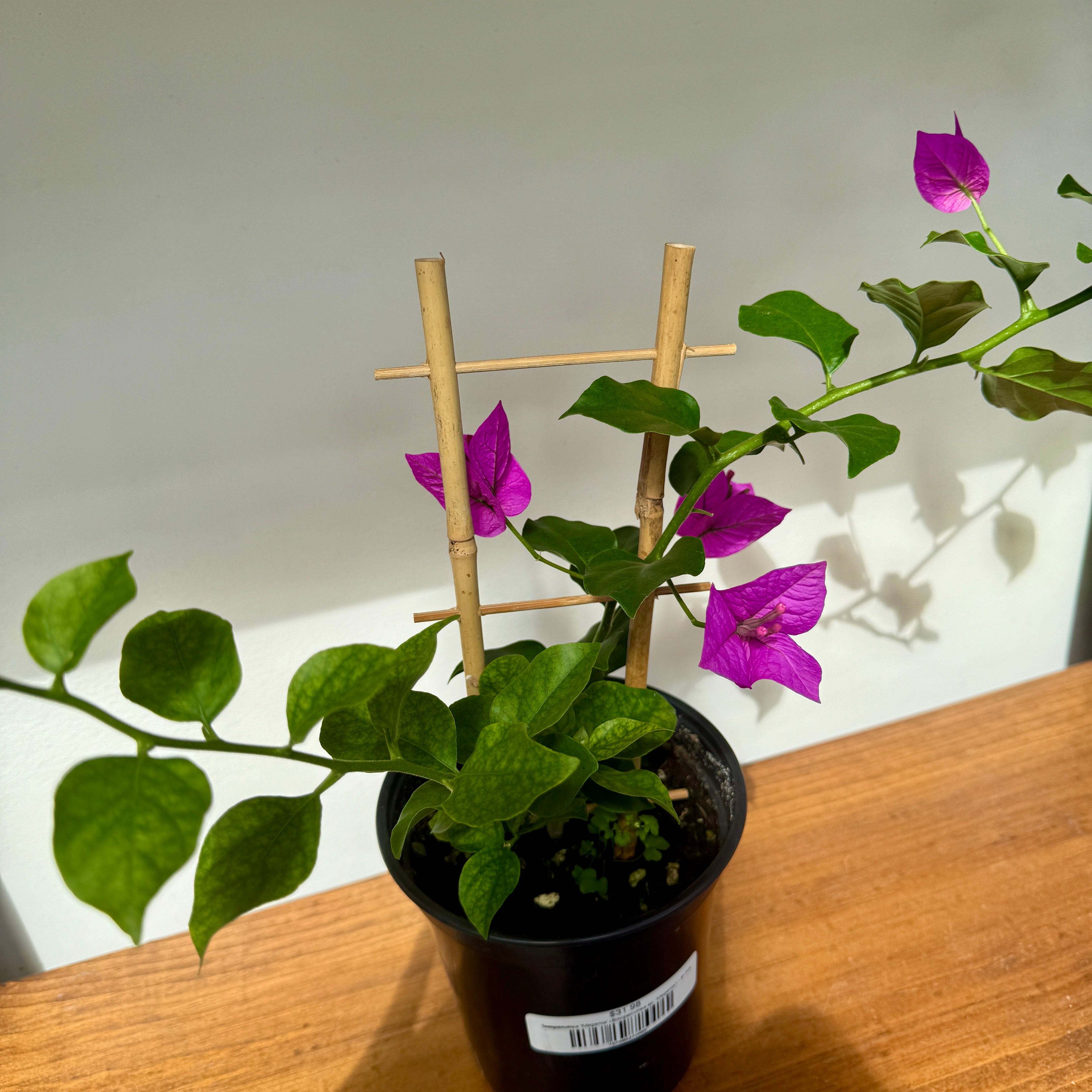 Bougainvillea 'Magenta' (Bougainvillea sp. 'Magenta') - 6" Pot