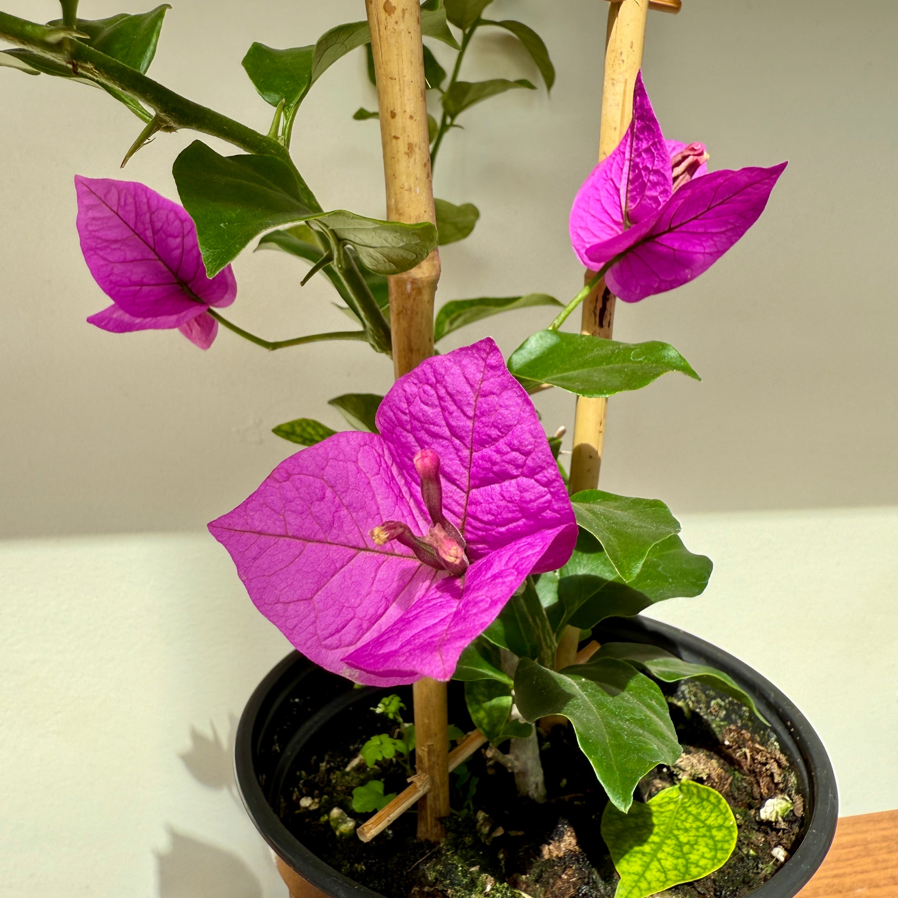 Bougainvillea 'Magenta' (Bougainvillea sp. 'Magenta') - 6" Pot