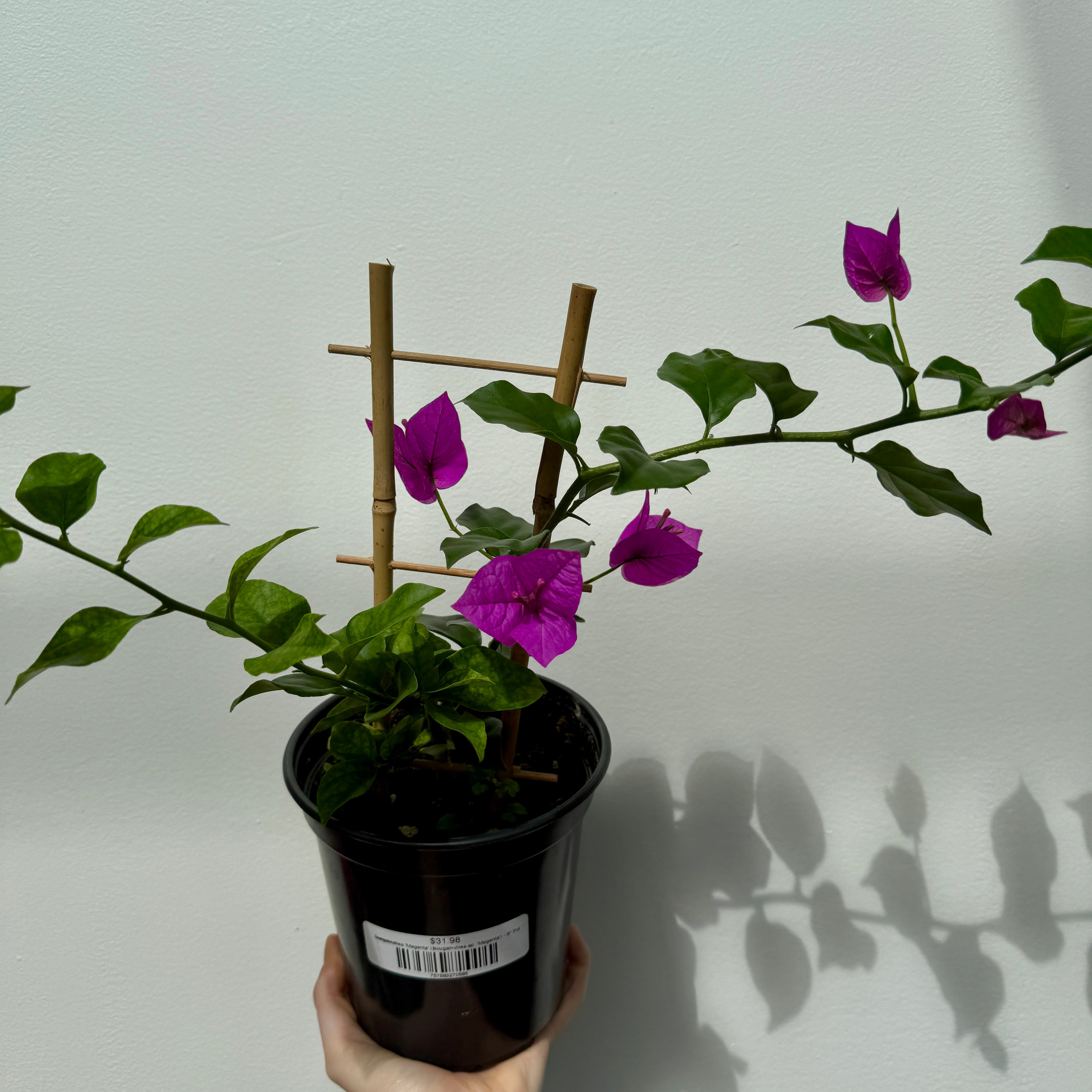 Bougainvillea 'Magenta' (Bougainvillea sp. 'Magenta') - 6" Pot