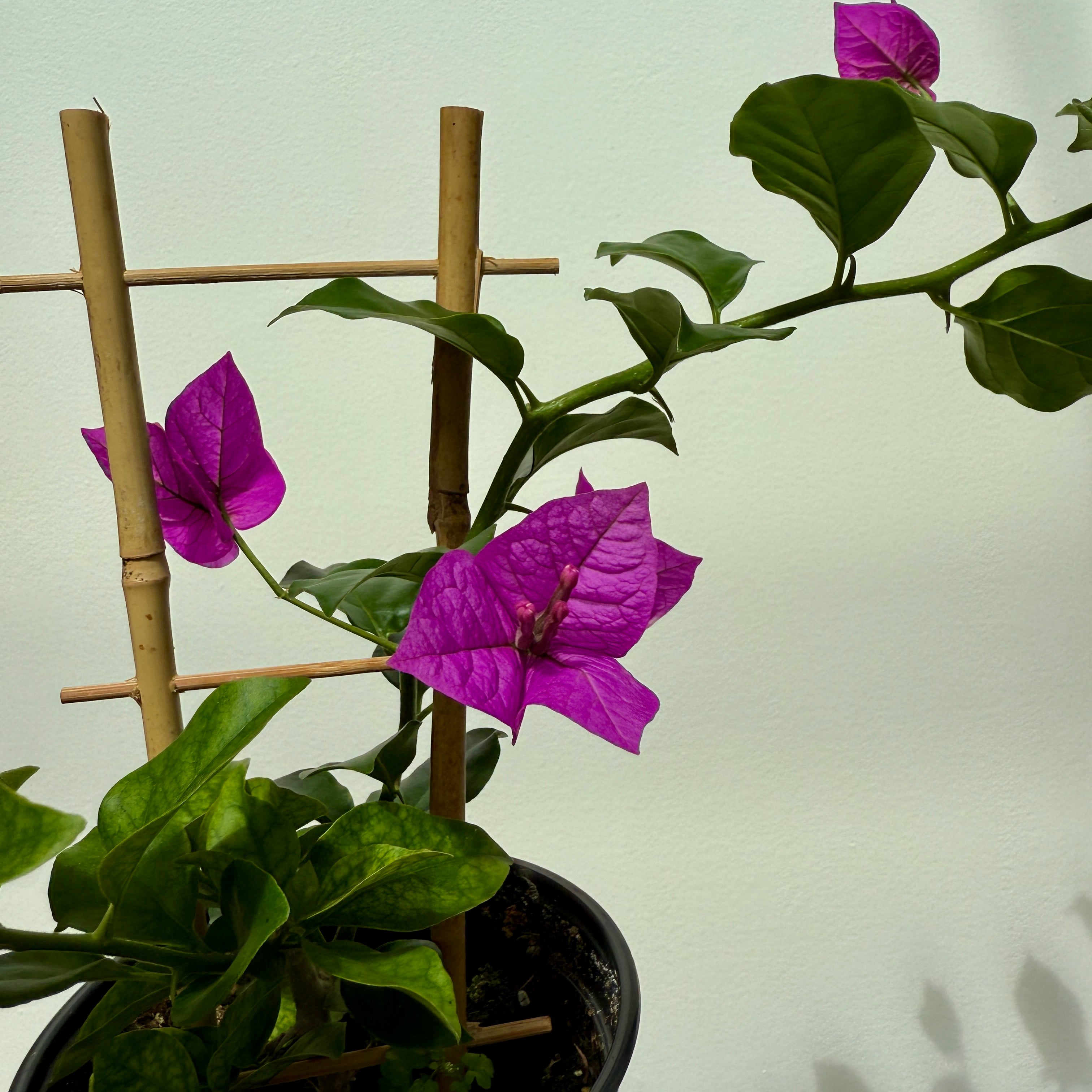 Bougainvillea 'Magenta' (Bougainvillea sp. 'Magenta') - 6" Pot