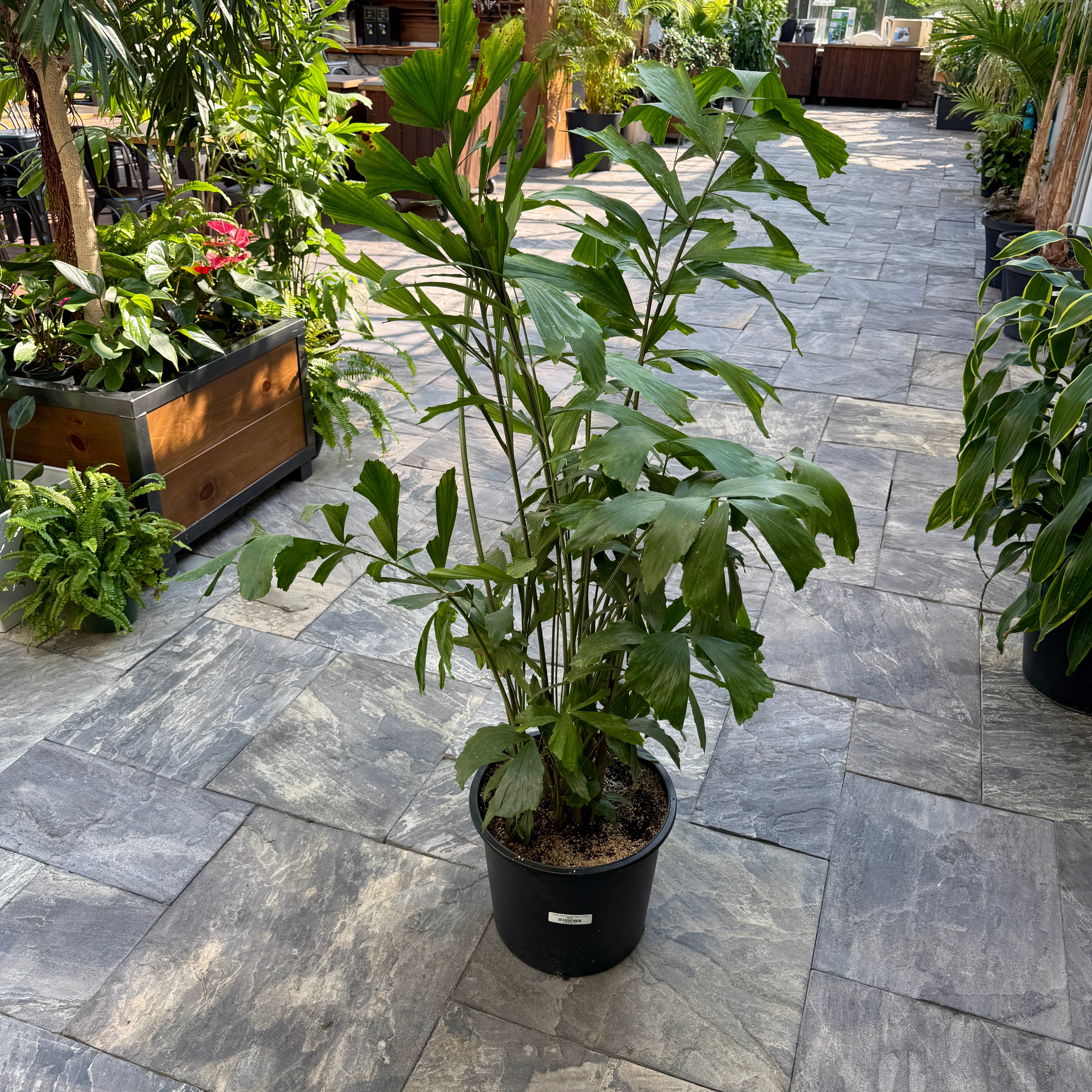 Fishtail Palm (Caryota mitis) - 14" Pot