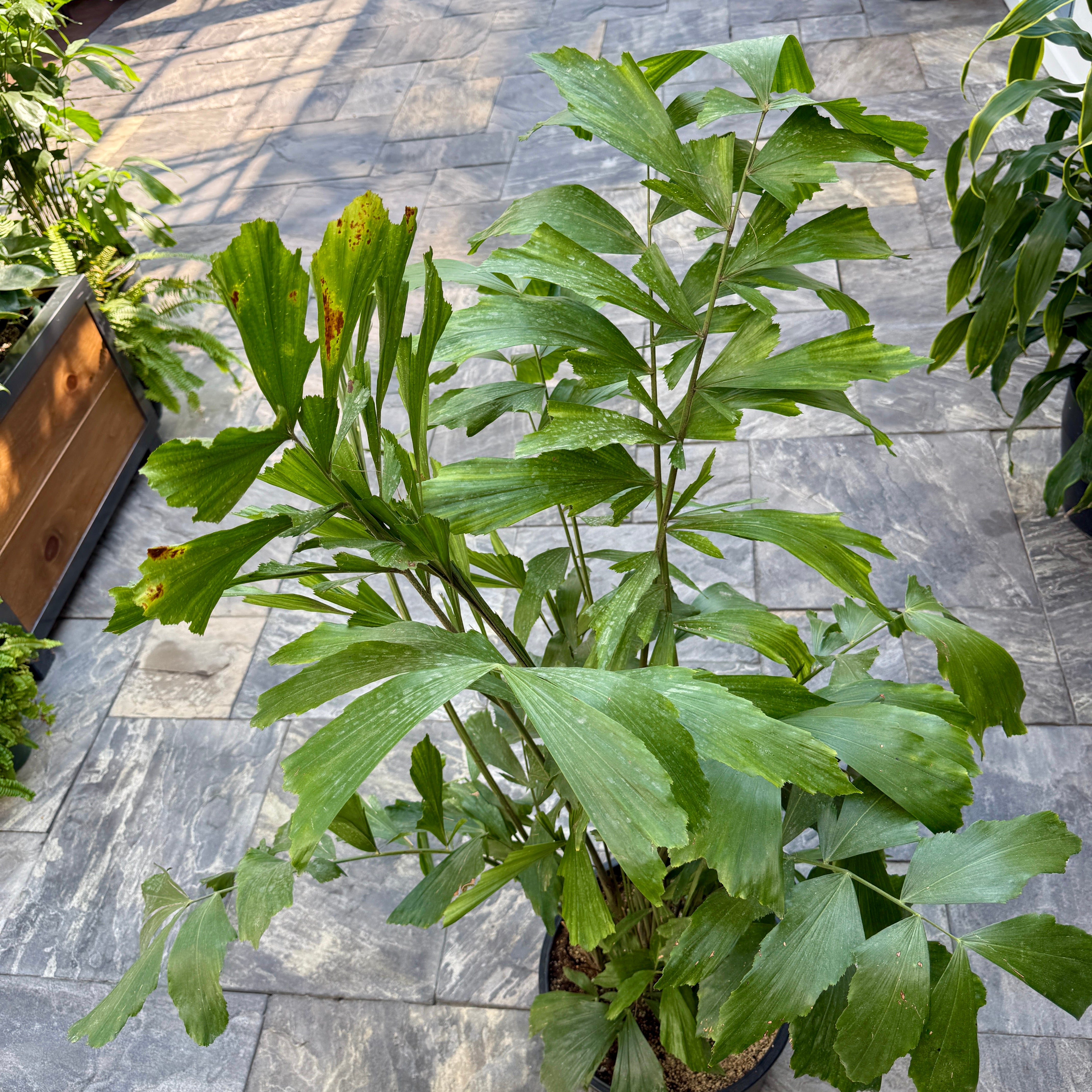 Fishtail Palm (Caryota mitis) - 14" Pot