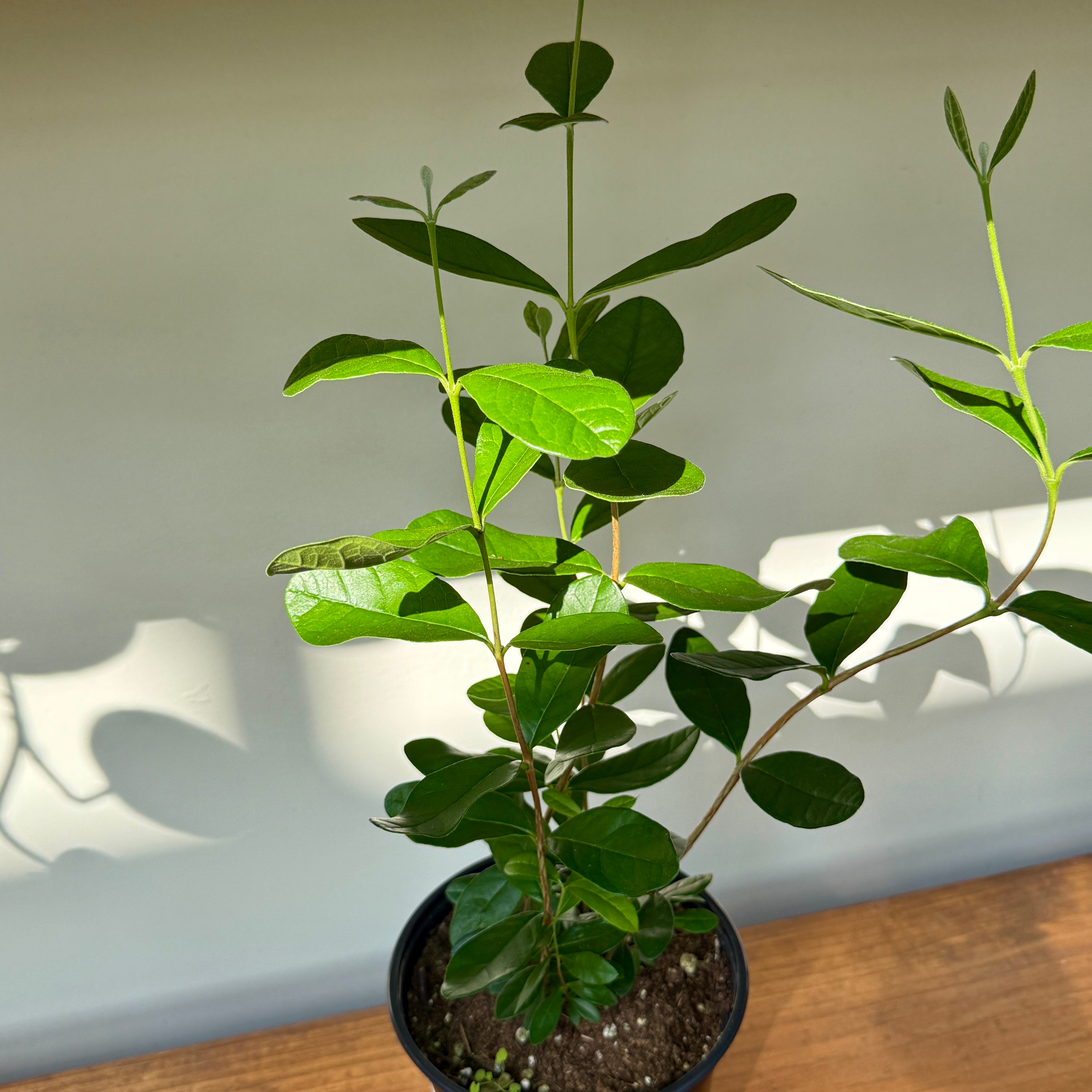 Eucalyptus citriodora - 6" Pot