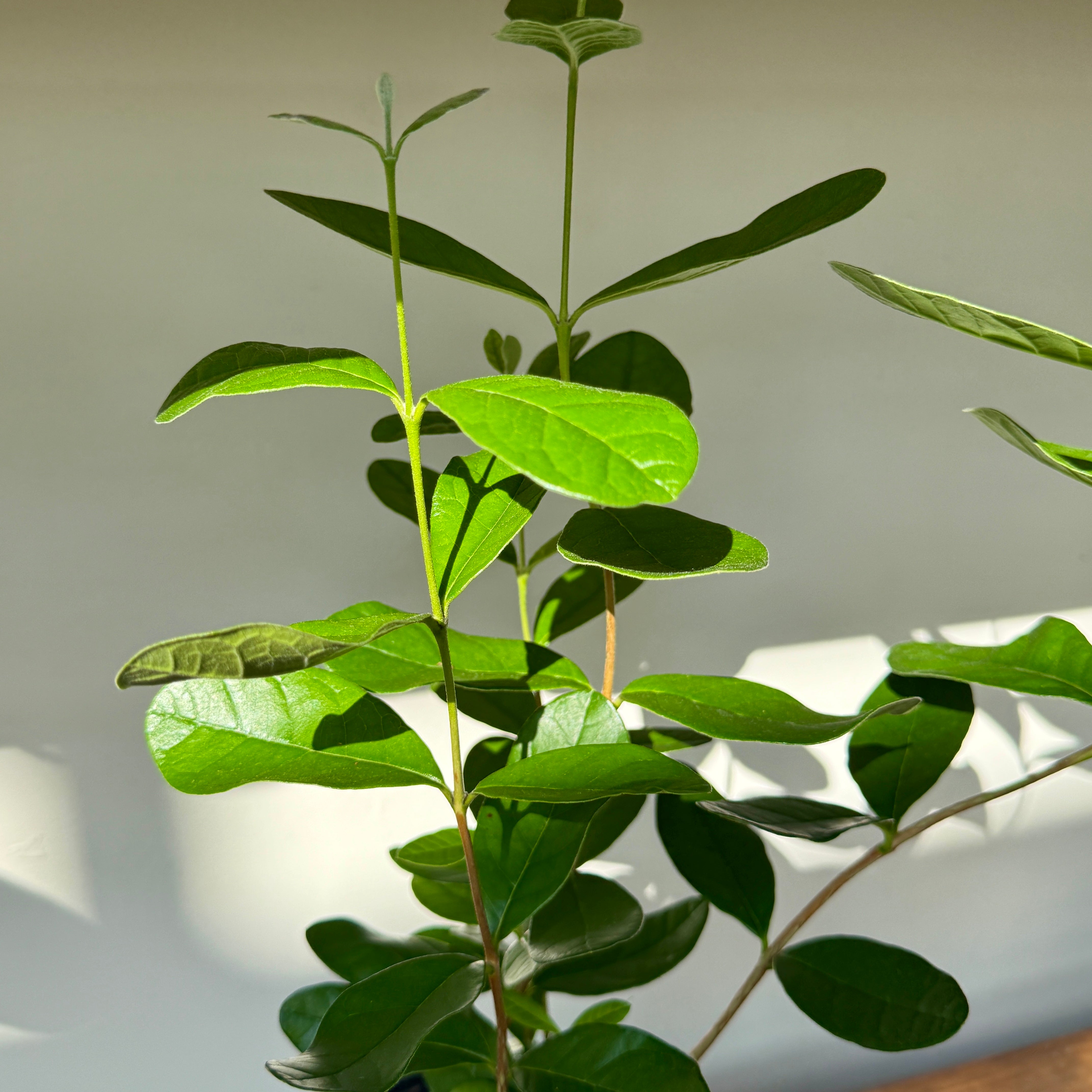 Eucalyptus citriodora - 6" Pot