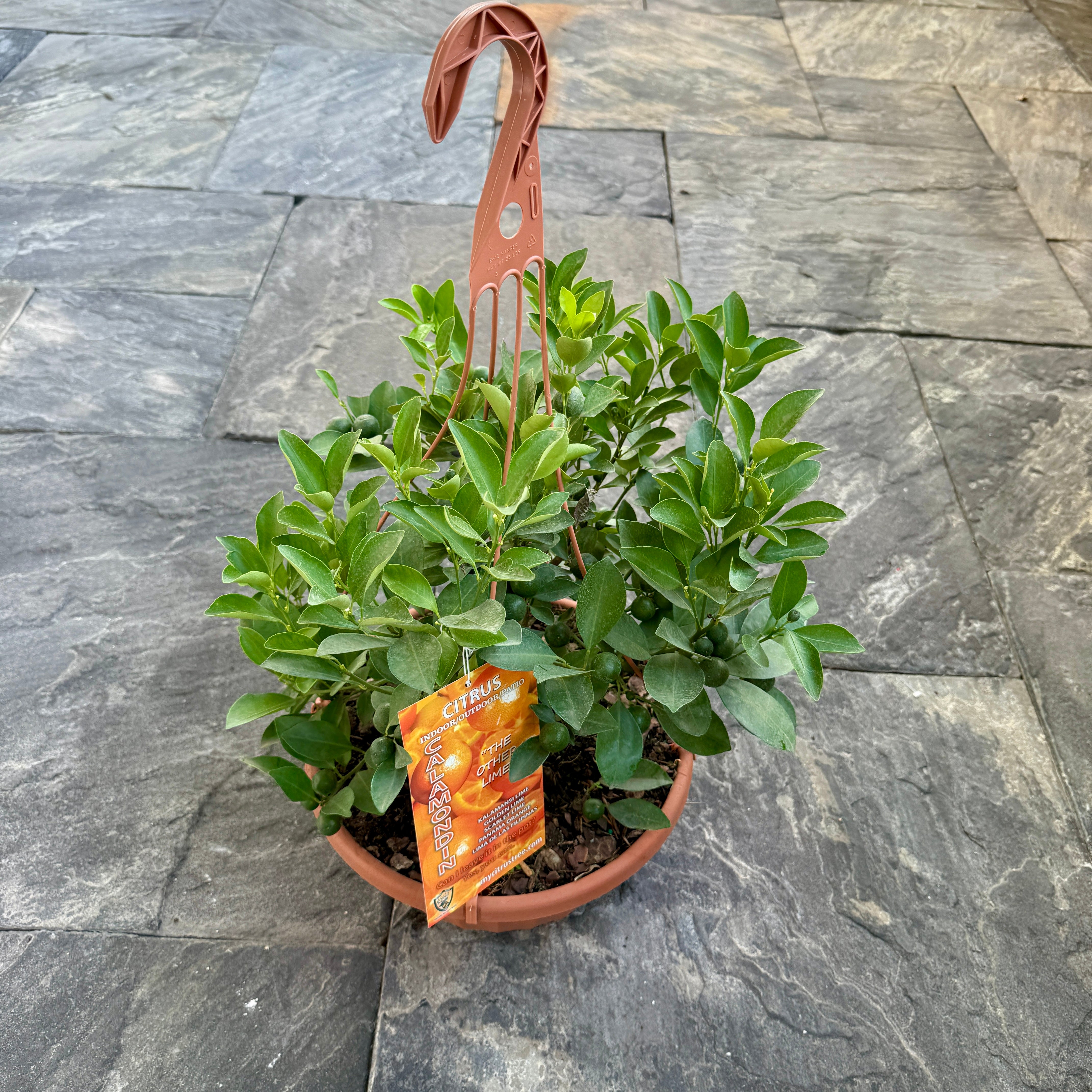 Citrus 'Cocktail' (Cocktail Citrus) - 12" HB