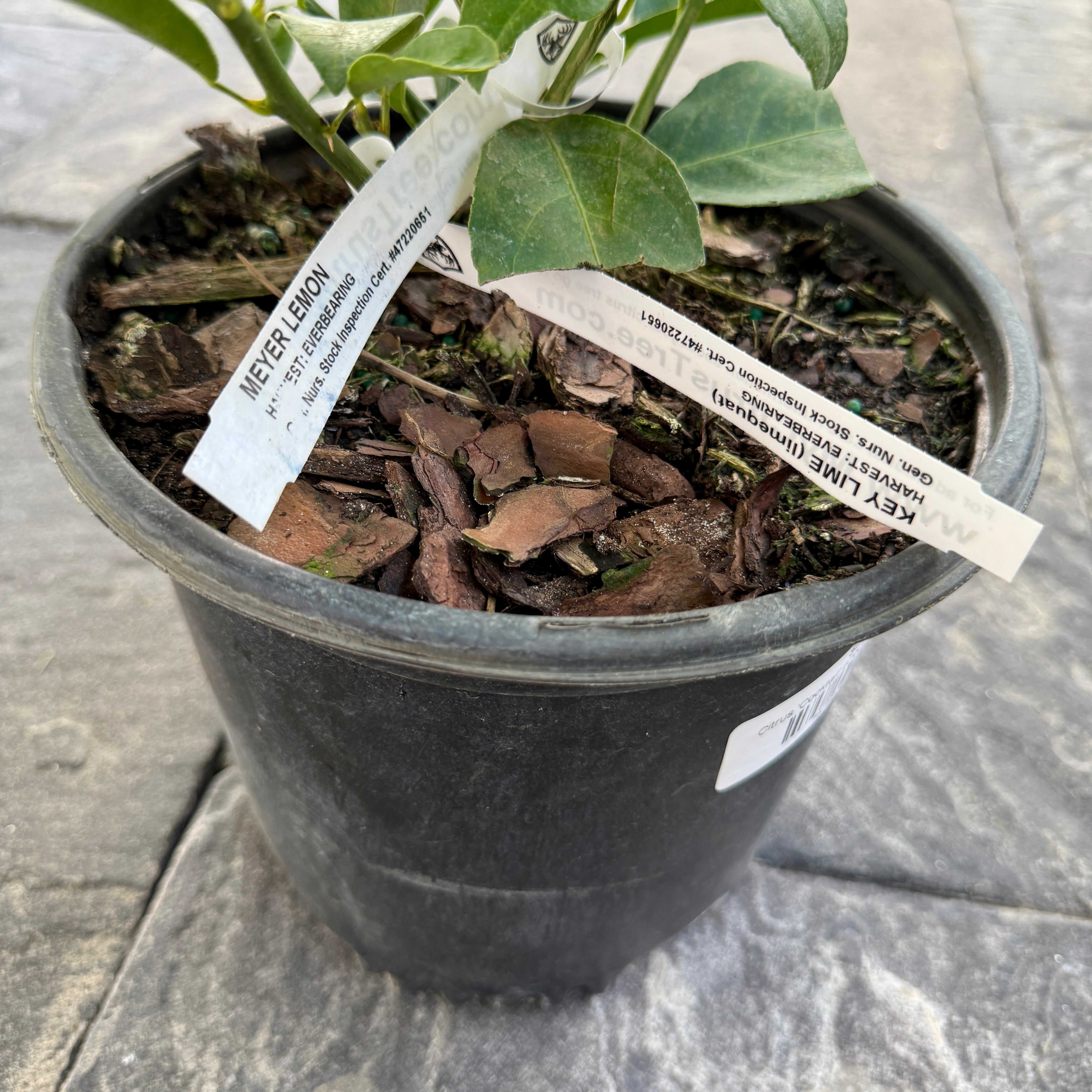 Citrus 'Cocktail' (Cocktail Citrus) - 1g Pot