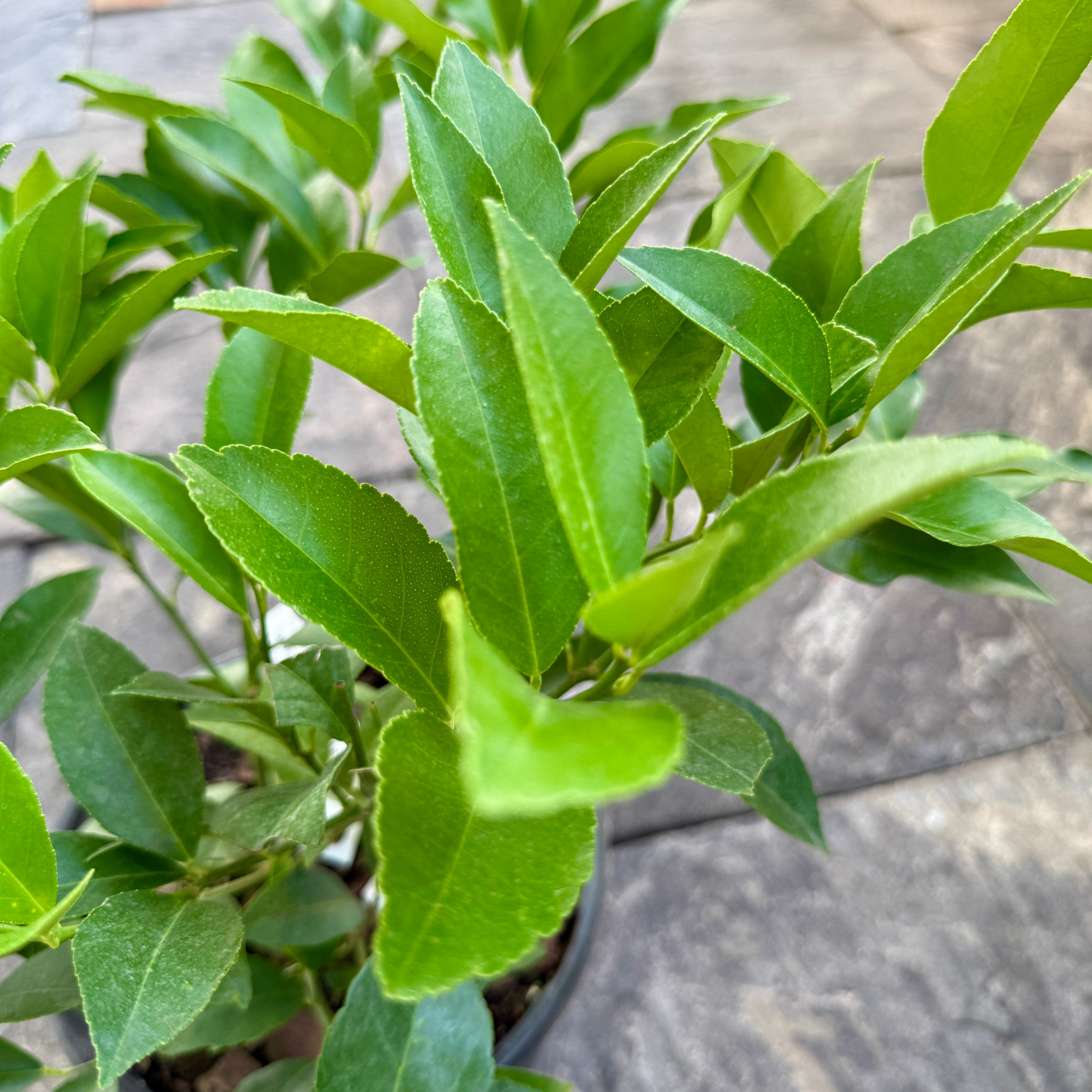Citrus 'Cocktail' (Cocktail Citrus) - 1g Pot
