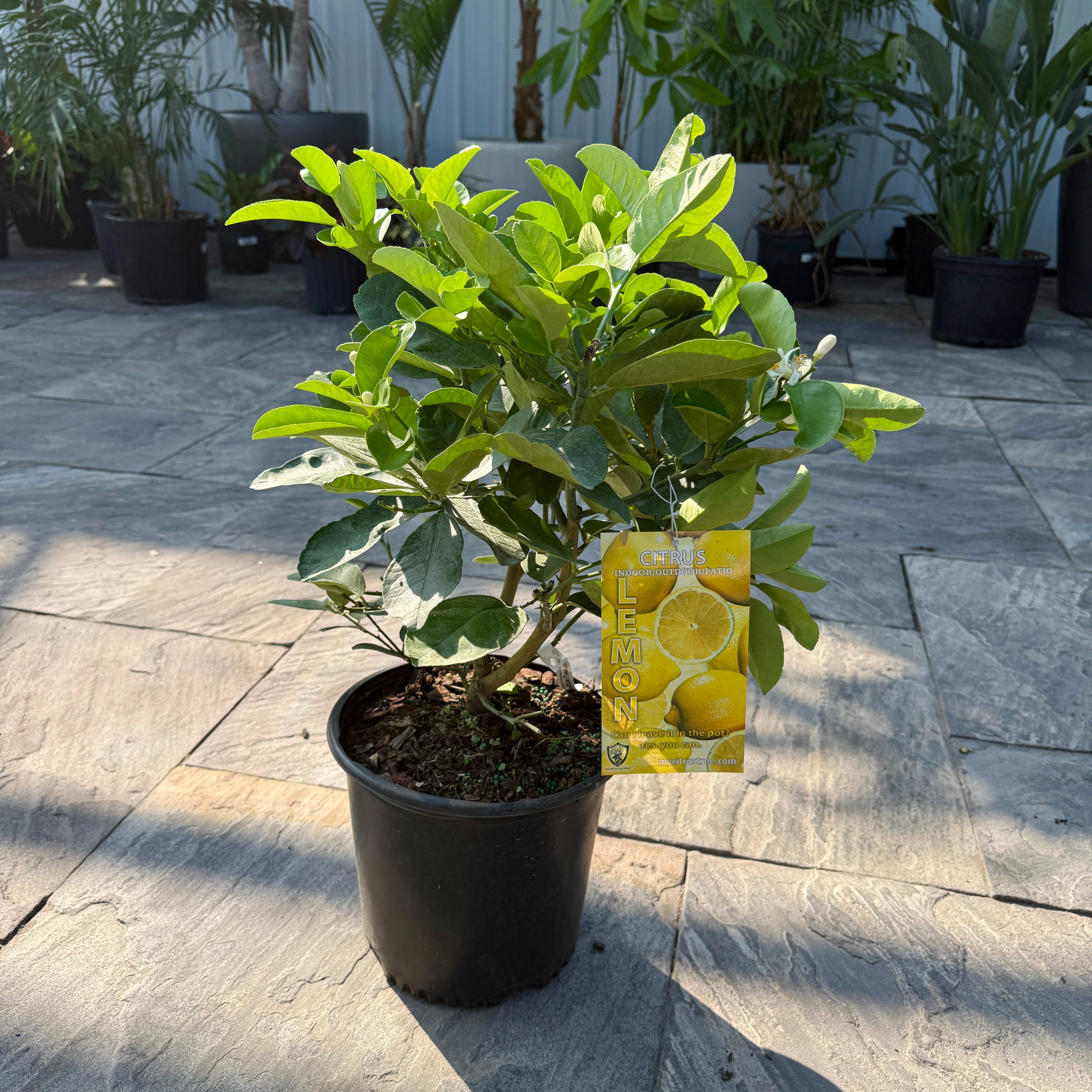 Citrus x pyriformis (Ponderosa Lemon) - 3g Pot
