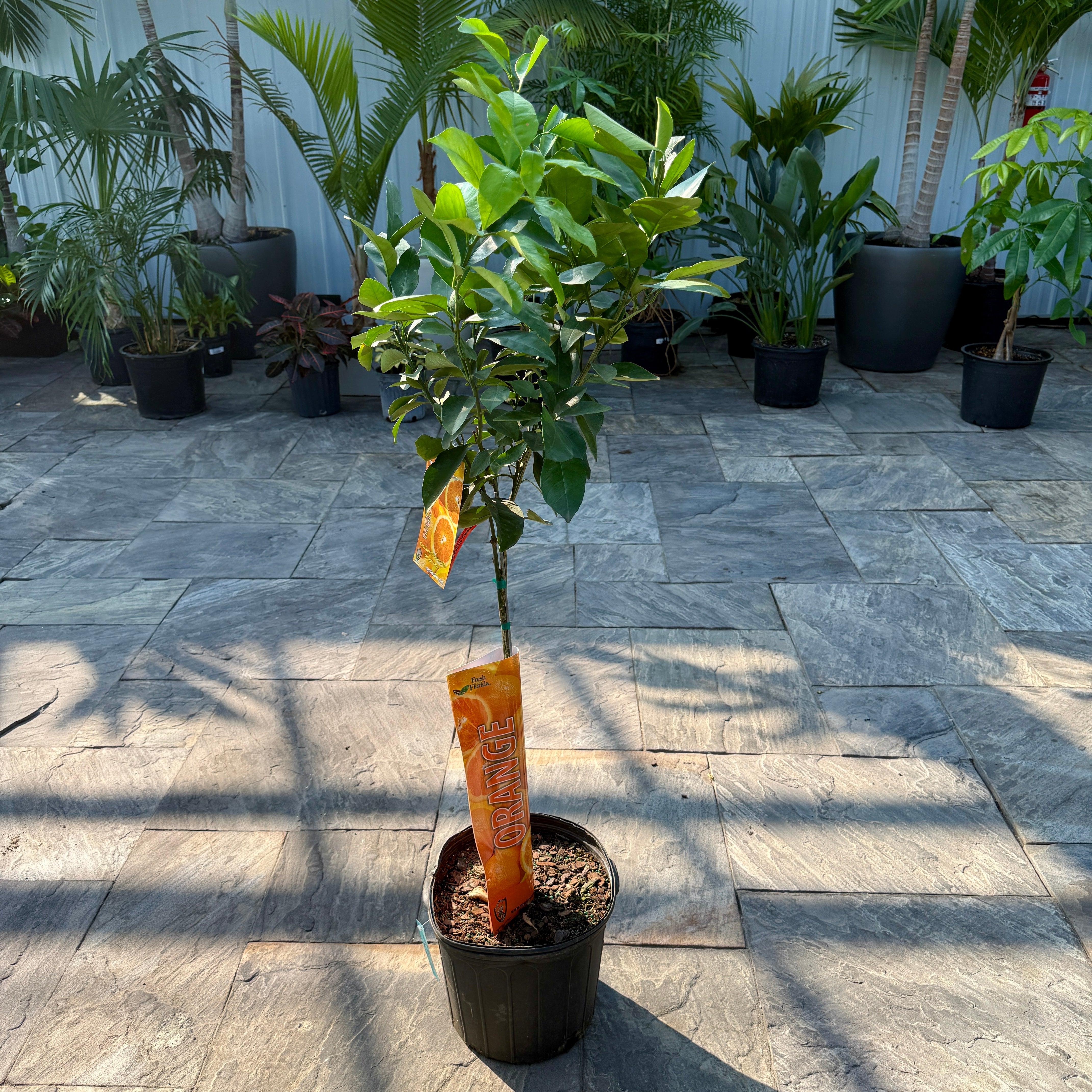 Citrus x sinensis (Blood Orange) - 5g Pot