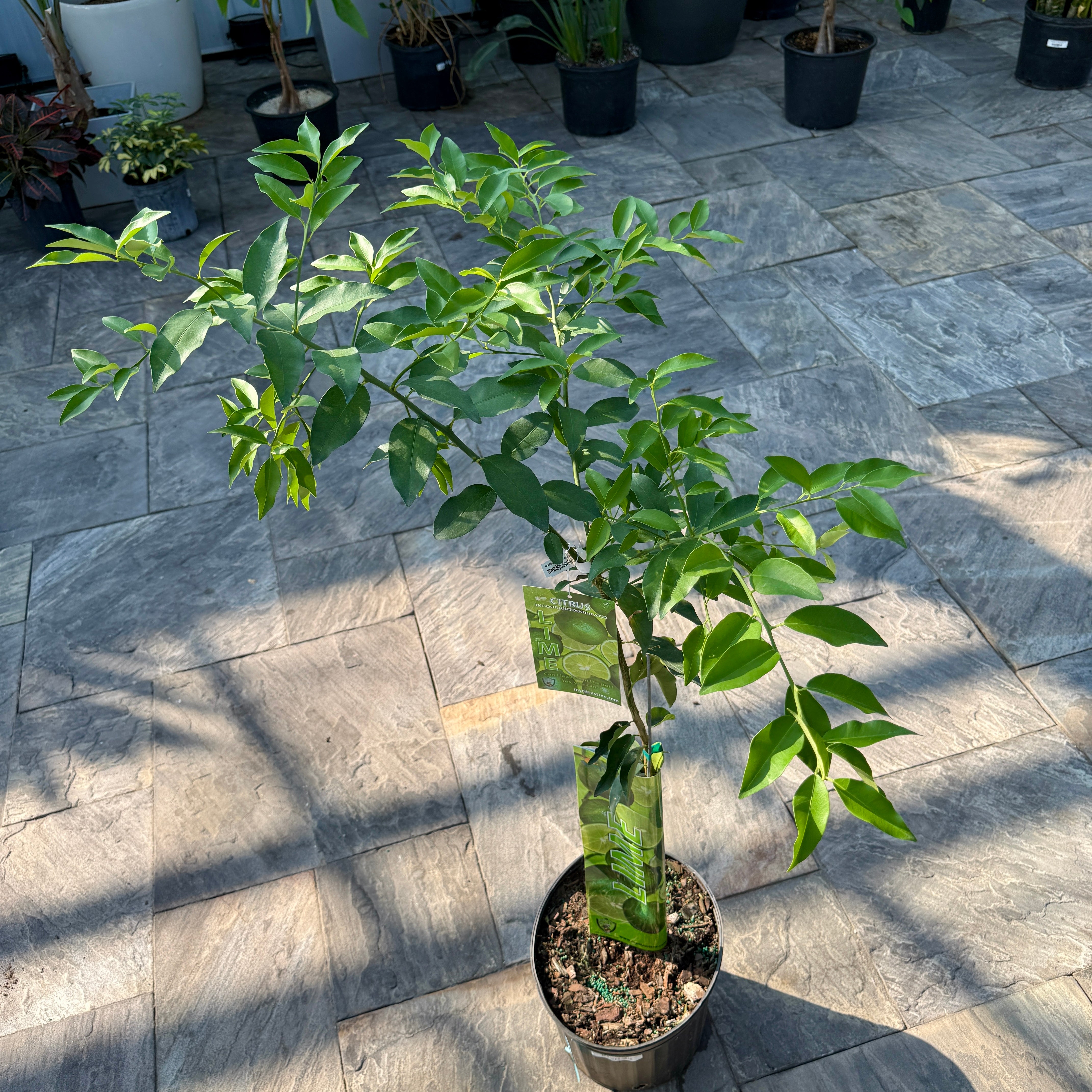 Citrus aurantiifolia (Key Lime) - 5g Pot