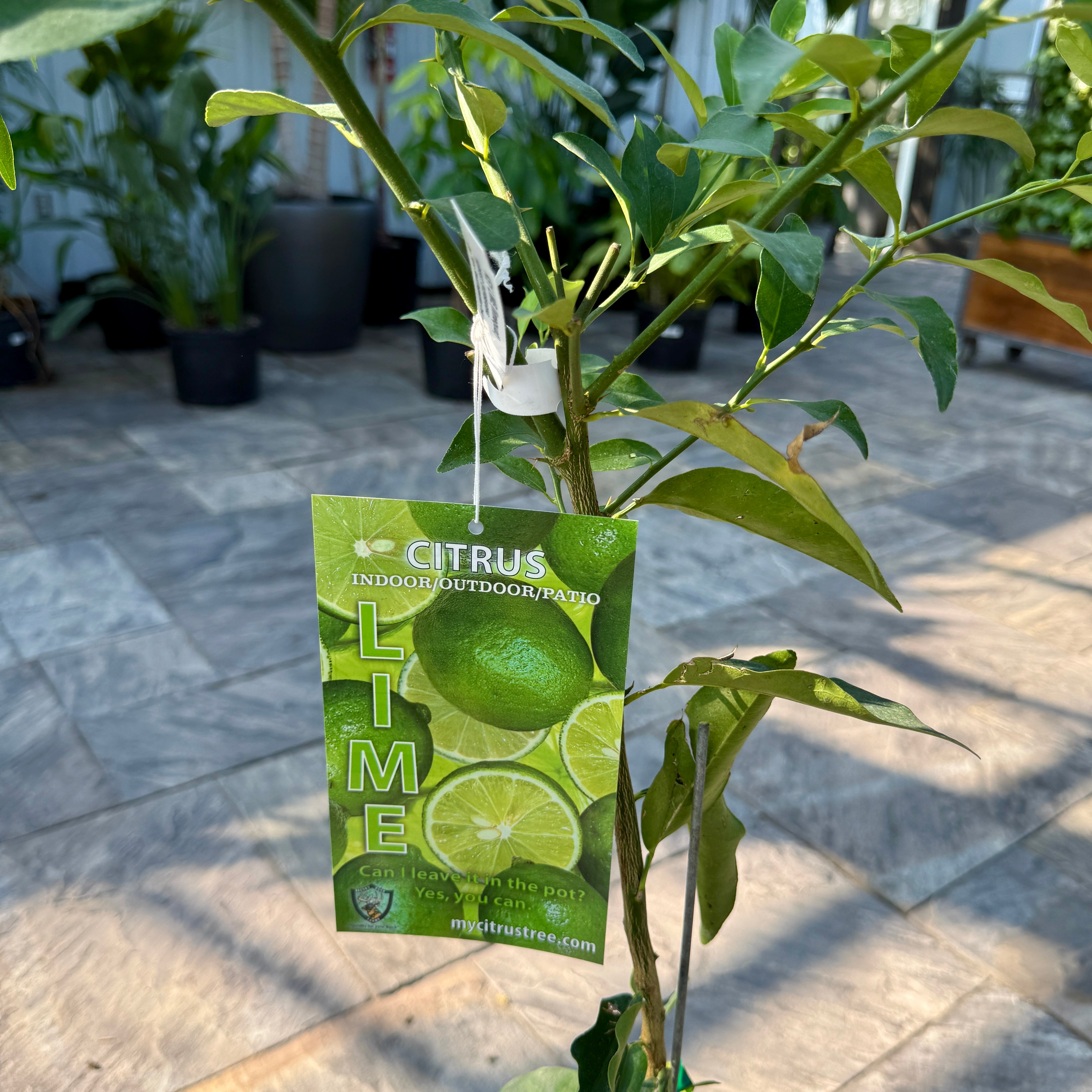 Citrus aurantiifolia (Key Lime) - 5g Pot