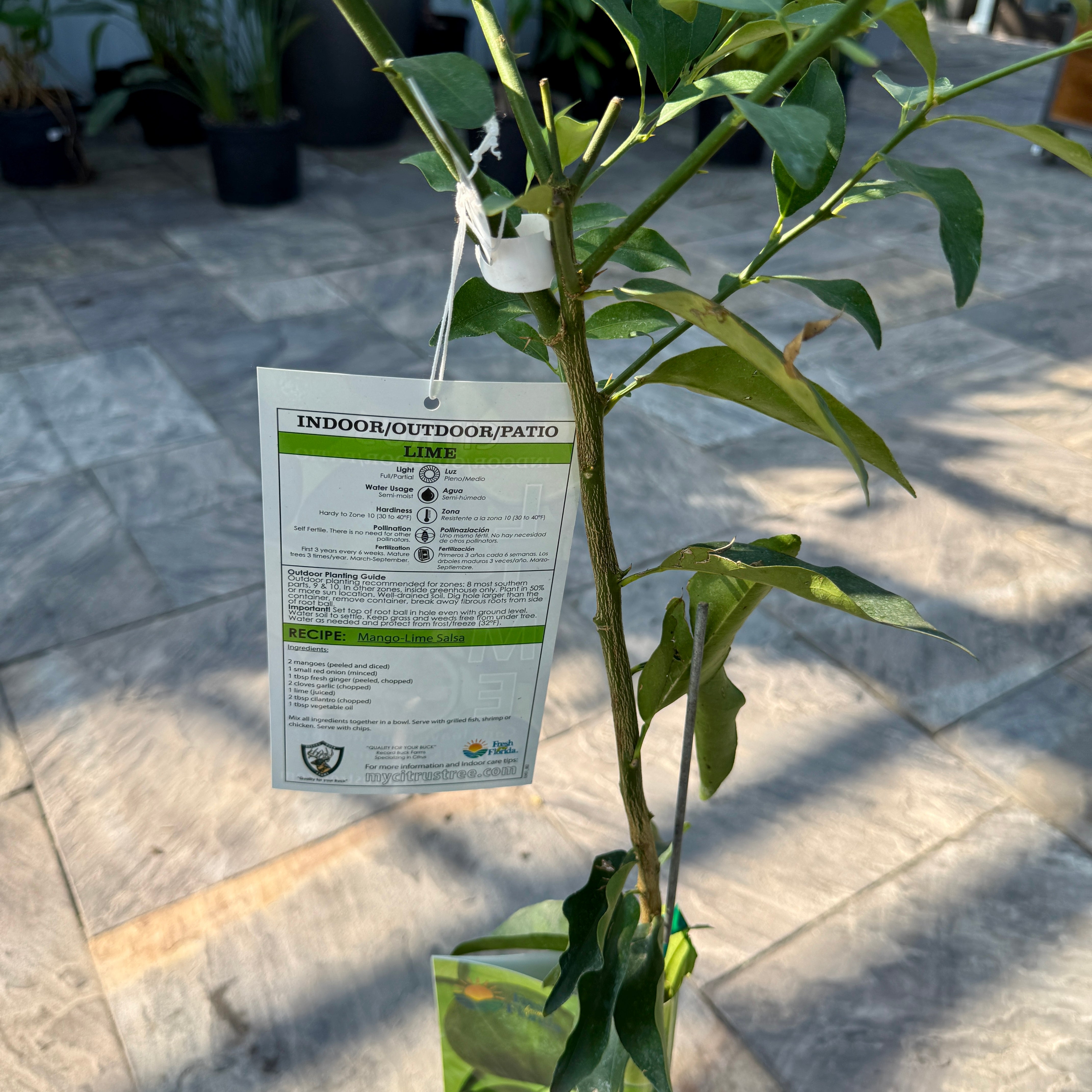 Citrus aurantiifolia (Key Lime) - 5g Pot