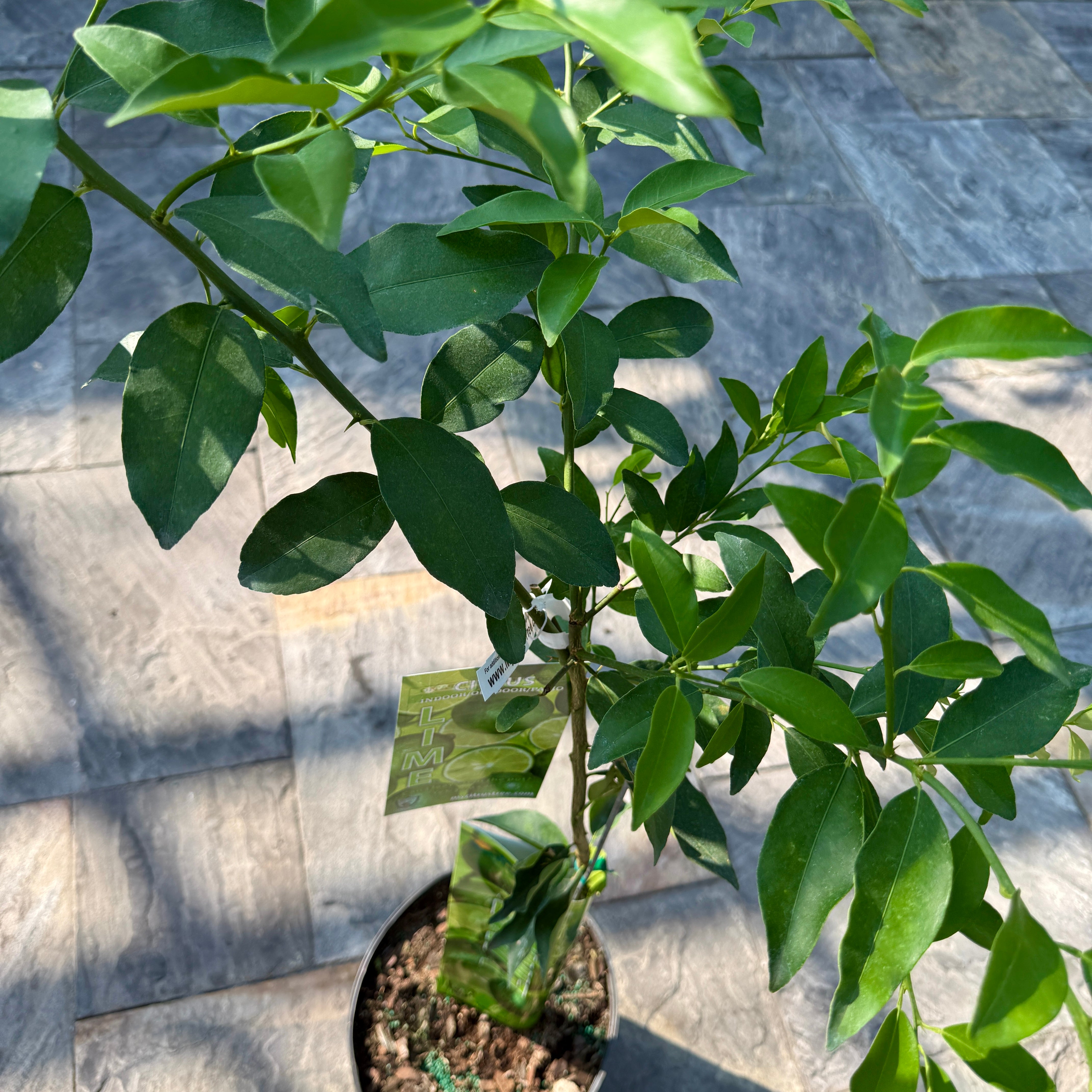 Citrus aurantiifolia (Key Lime) - 5g Pot