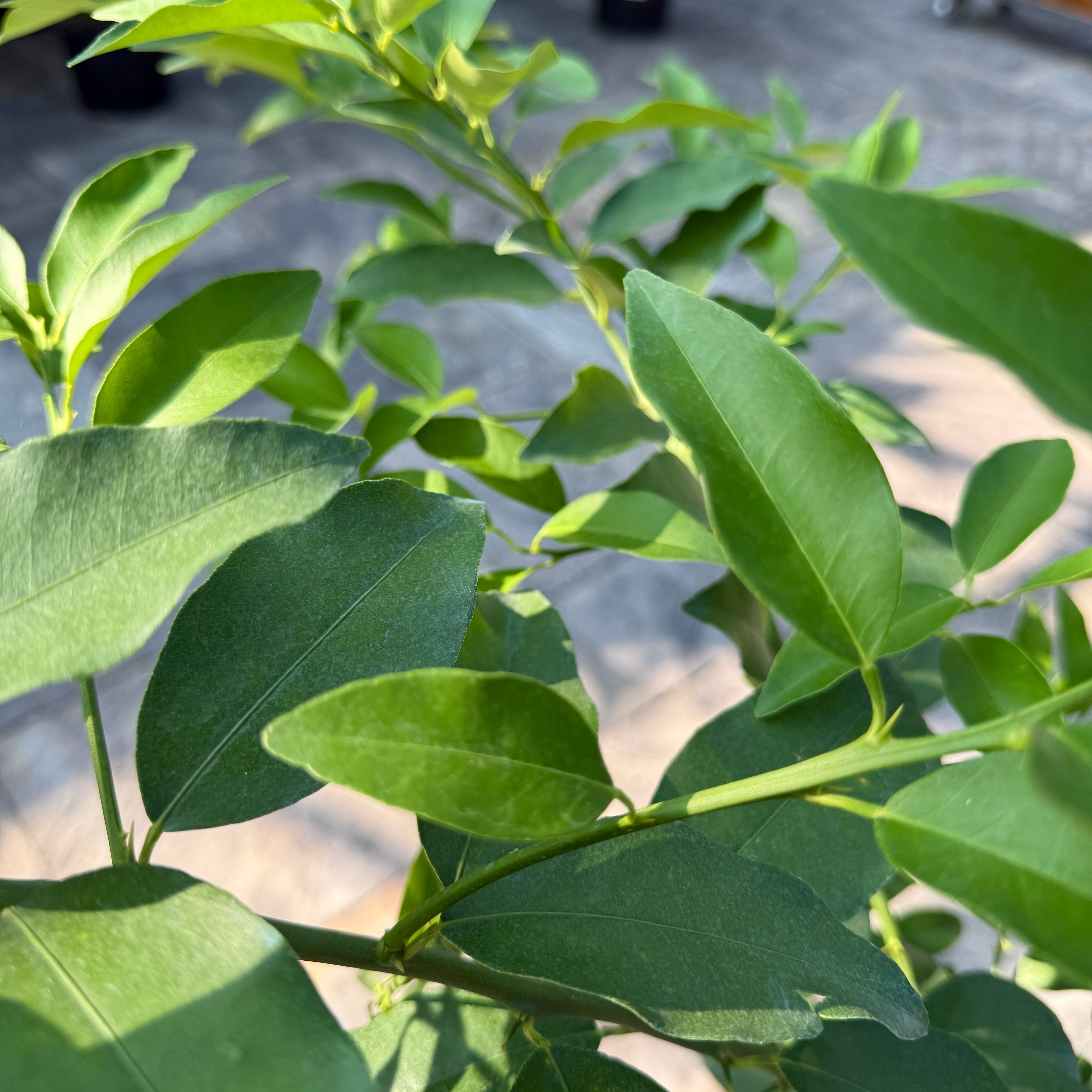 Citrus aurantiifolia (Key Lime) - 5g Pot