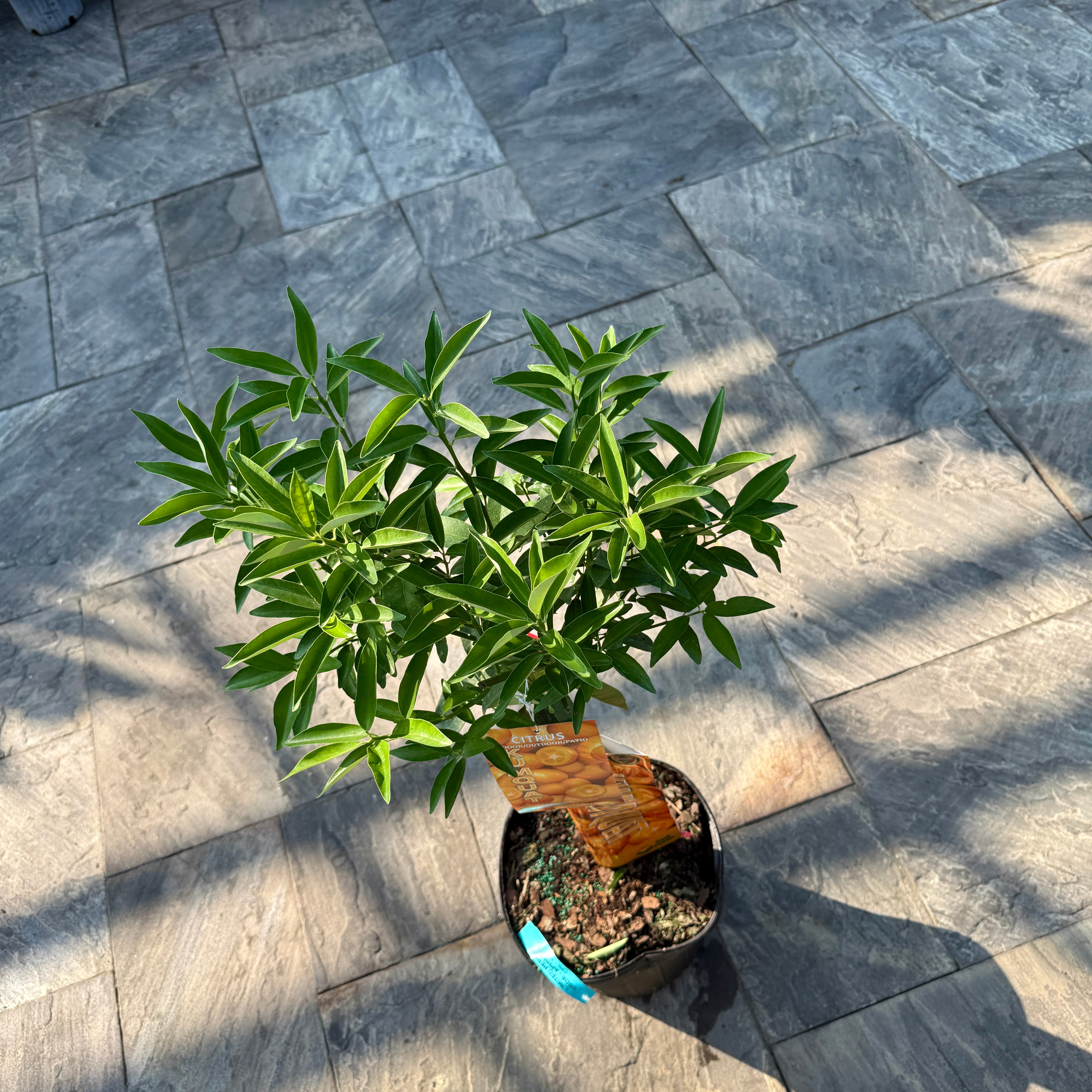 Citrus margarita (Nagami Long Kumquat) - 5g Pot