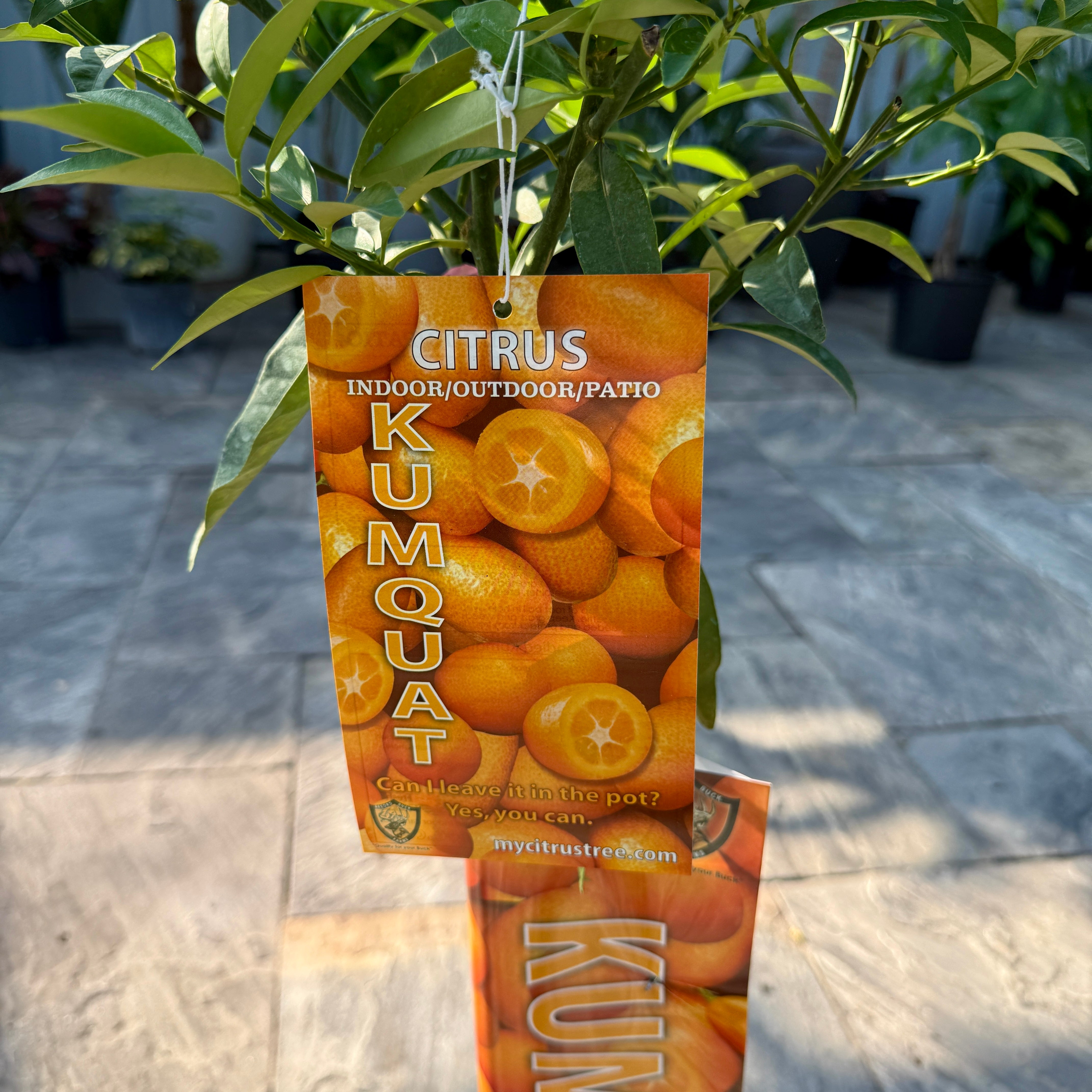 Citrus margarita (Nagami Long Kumquat) - 5g Pot