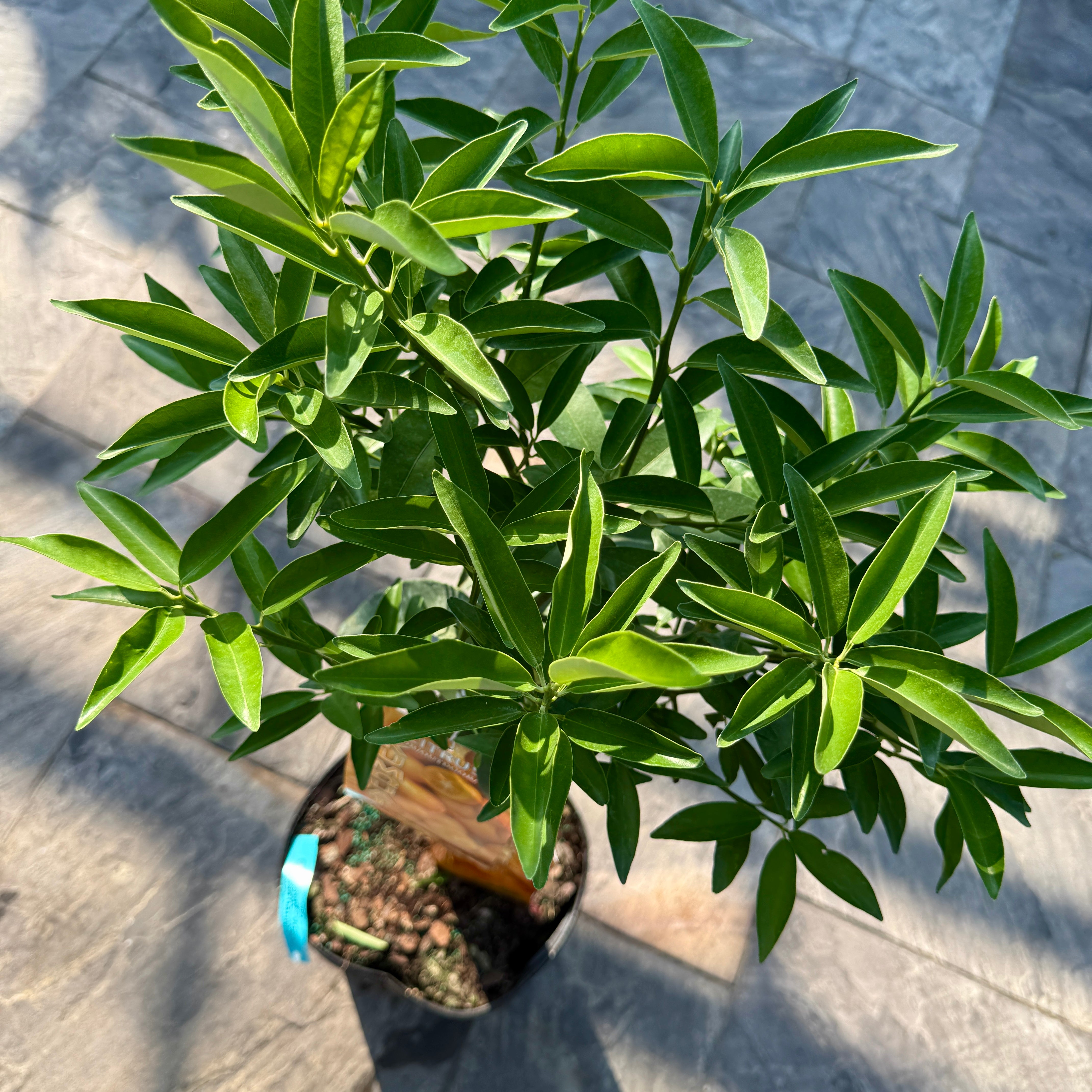 Citrus margarita (Nagami Long Kumquat) - 5g Pot