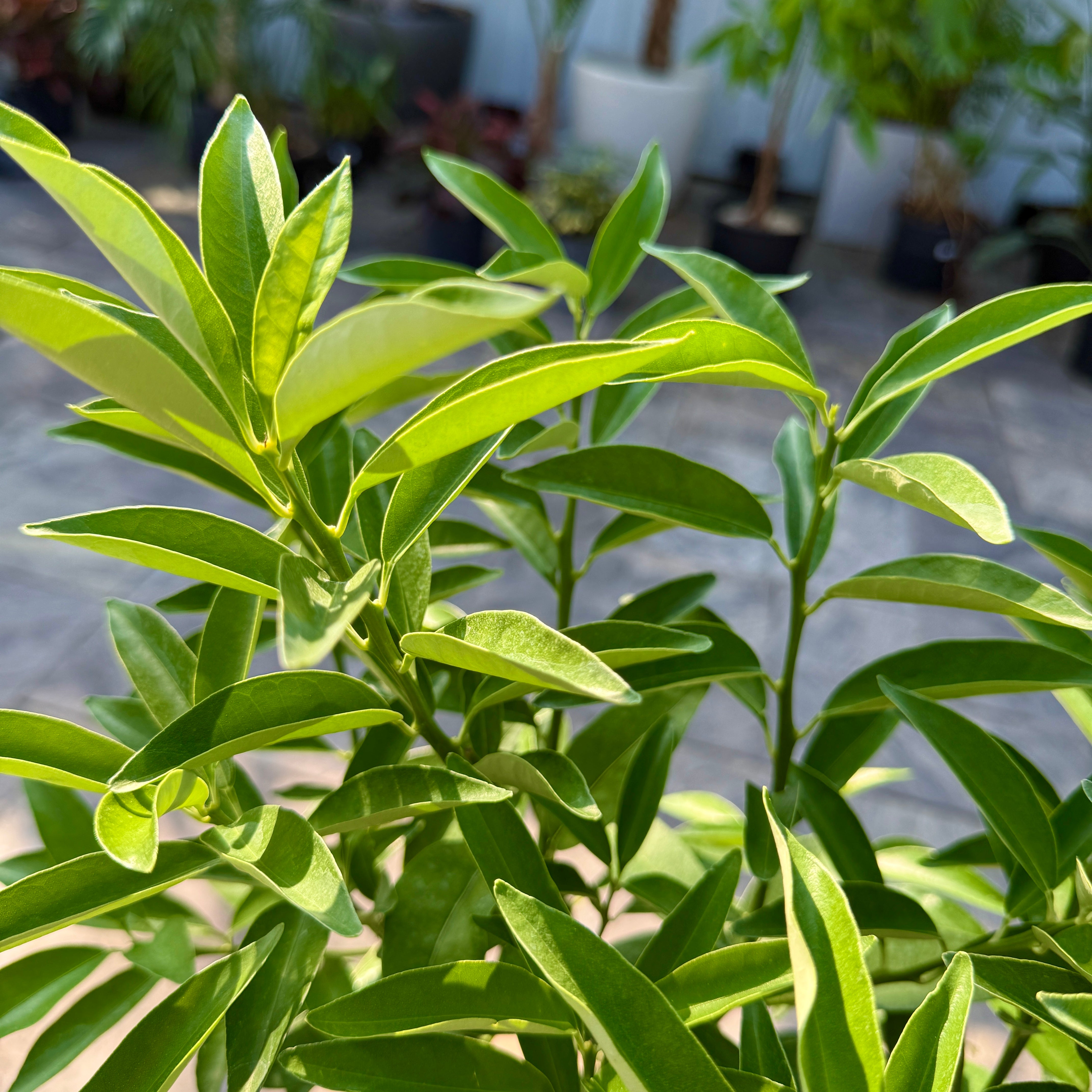 Citrus margarita (Nagami Long Kumquat) - 5g Pot