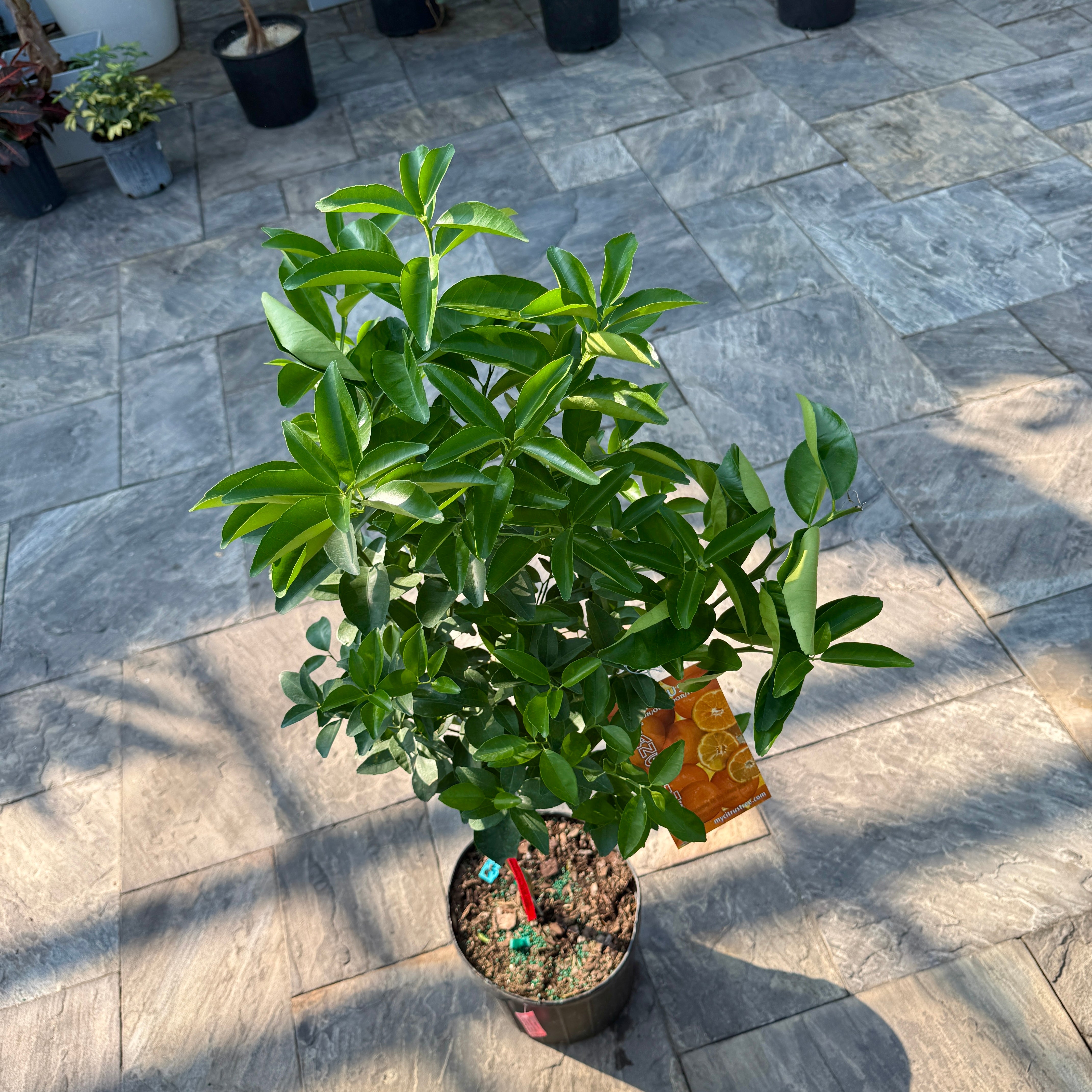 Citrus reticulata (Tangerine) - 5g Pot
