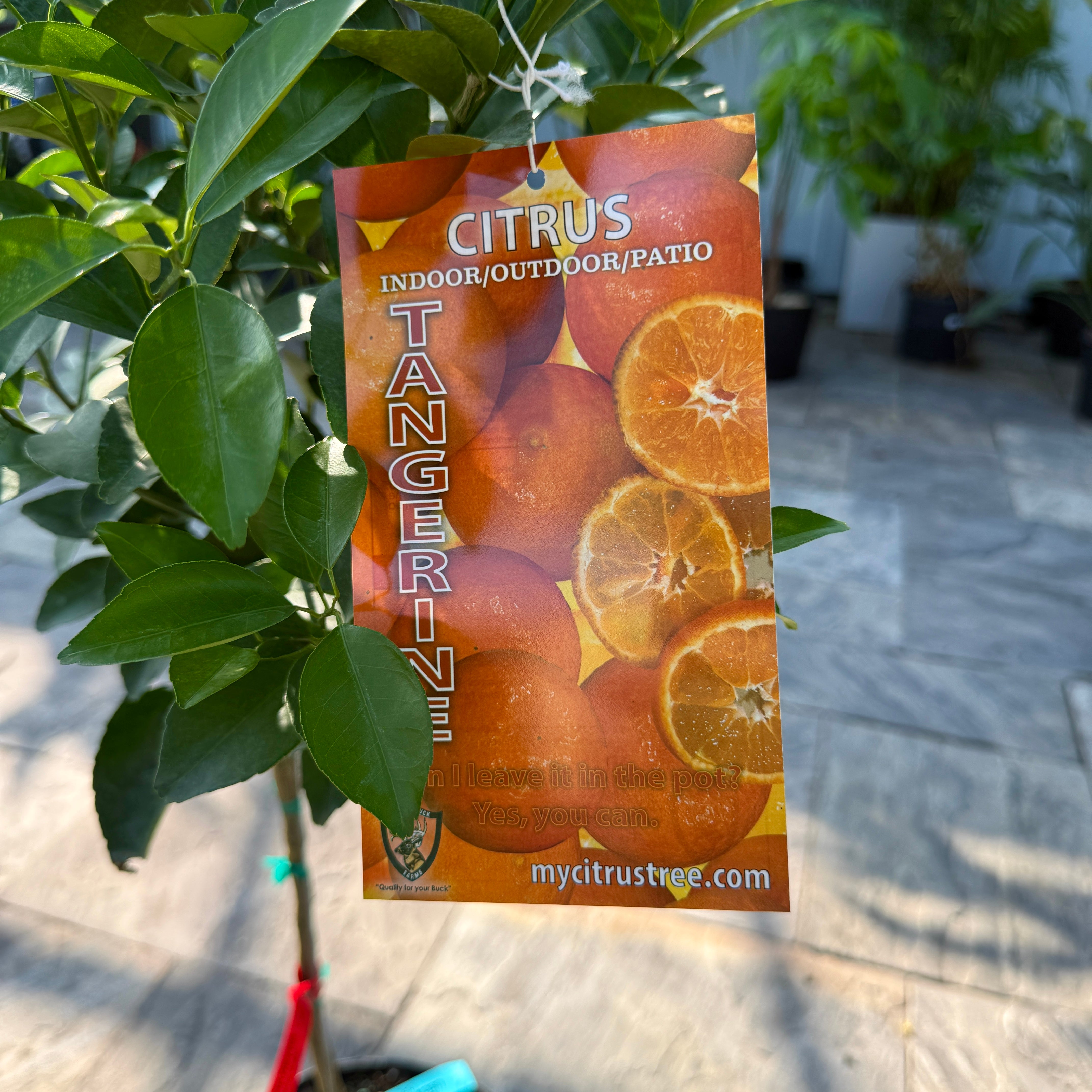 Citrus reticulata (Tangerine) - 5g Pot