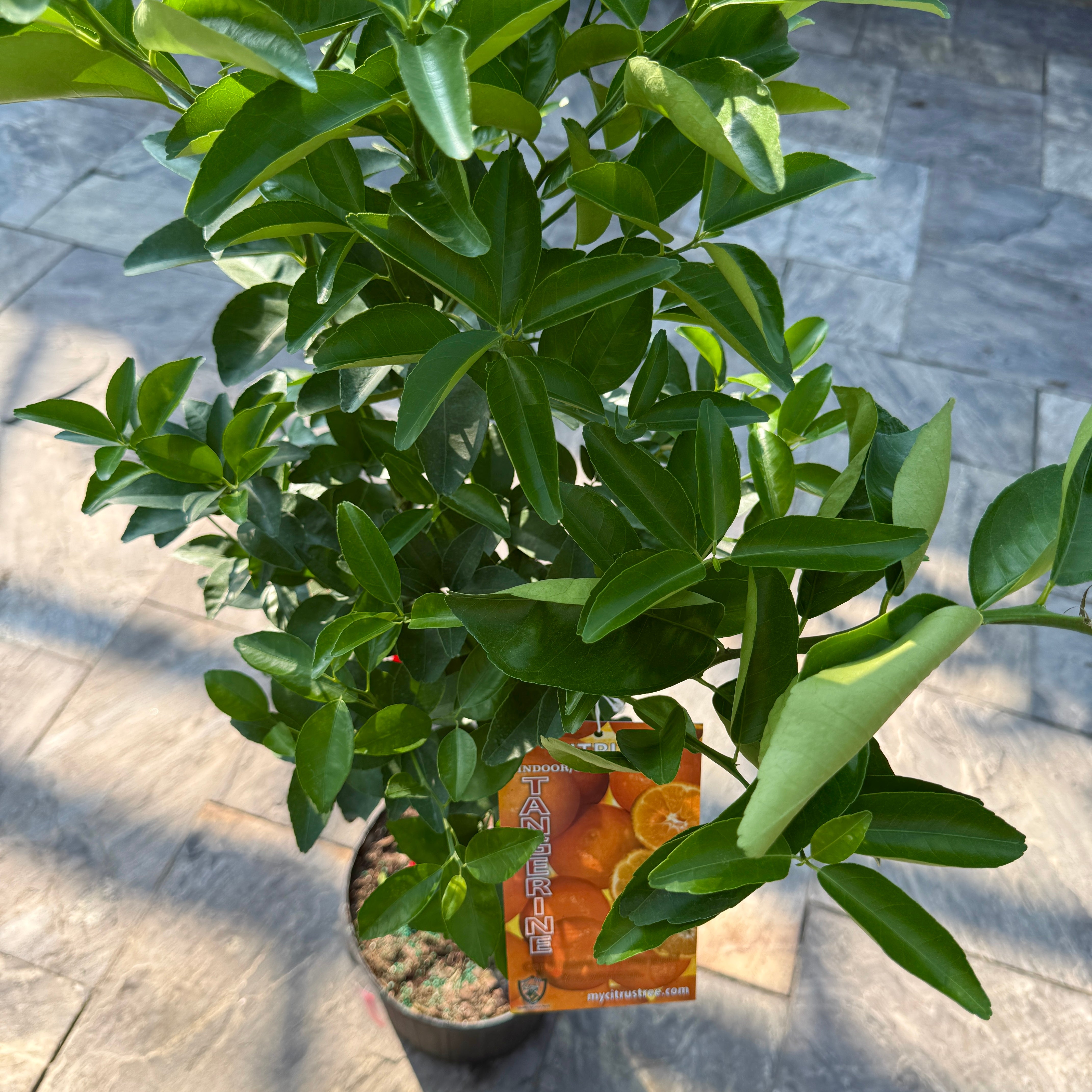 Citrus reticulata (Tangerine) - 5g Pot