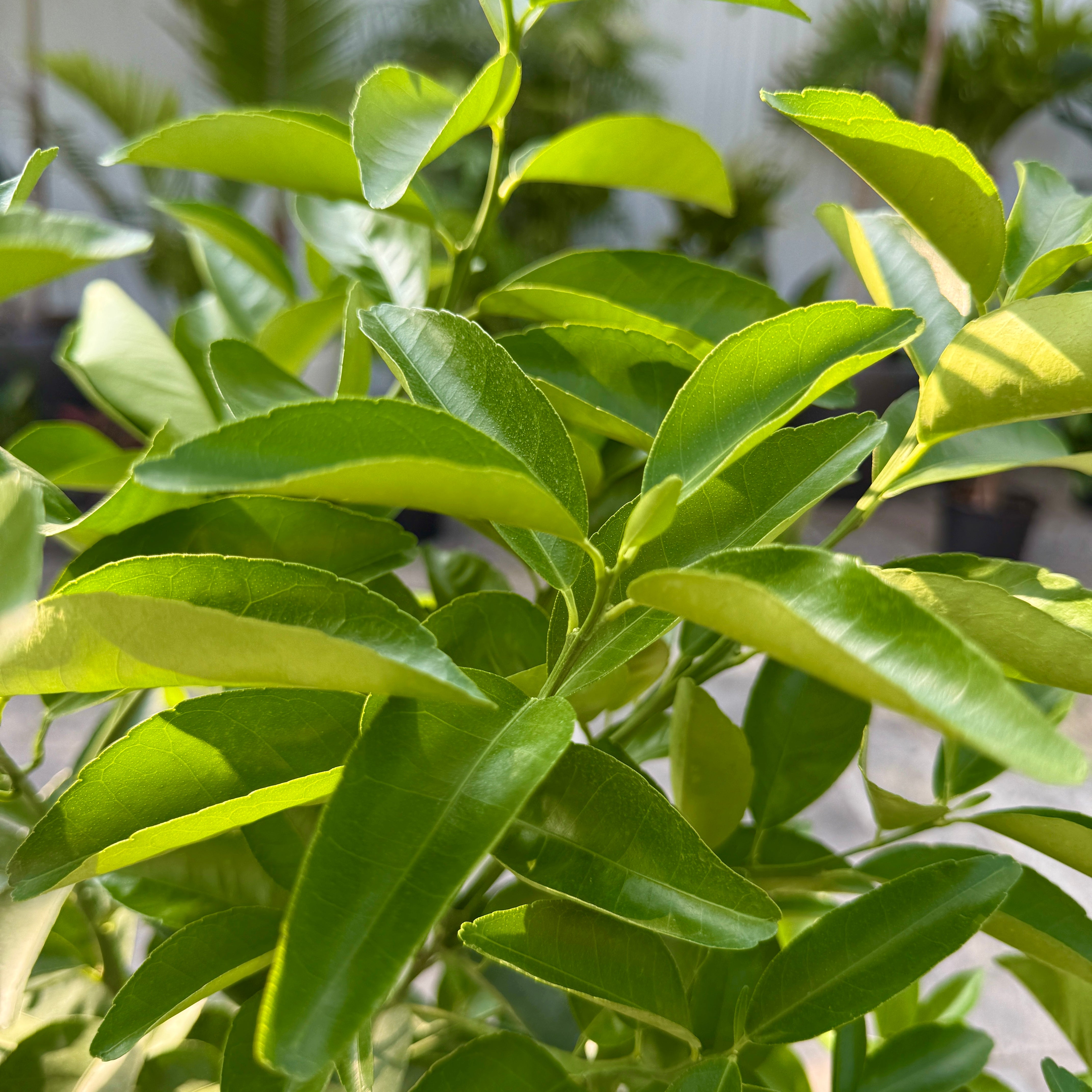 Citrus reticulata (Tangerine) - 5g Pot