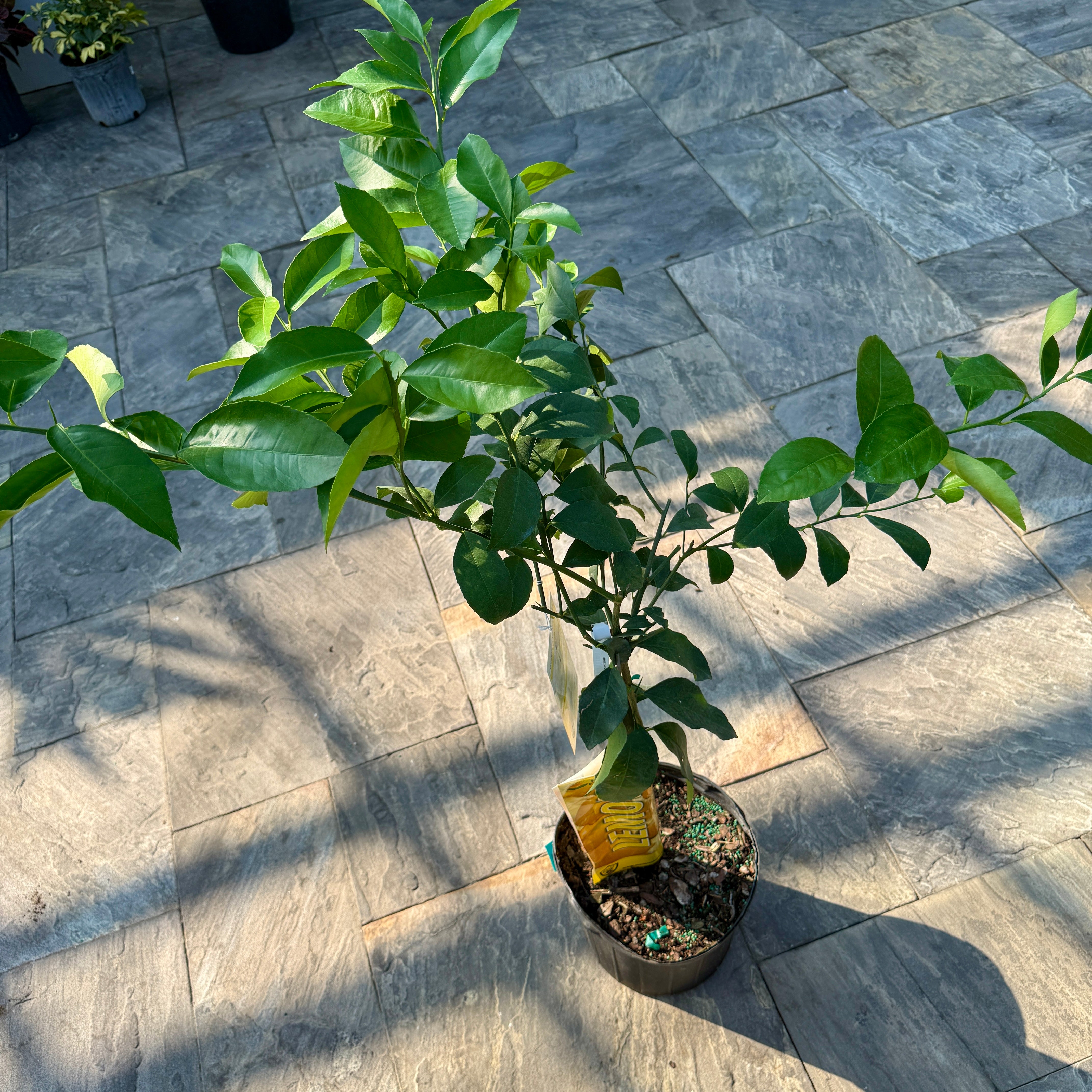 Citrus x meyeri (Meyer Lemon) - 5g Pot