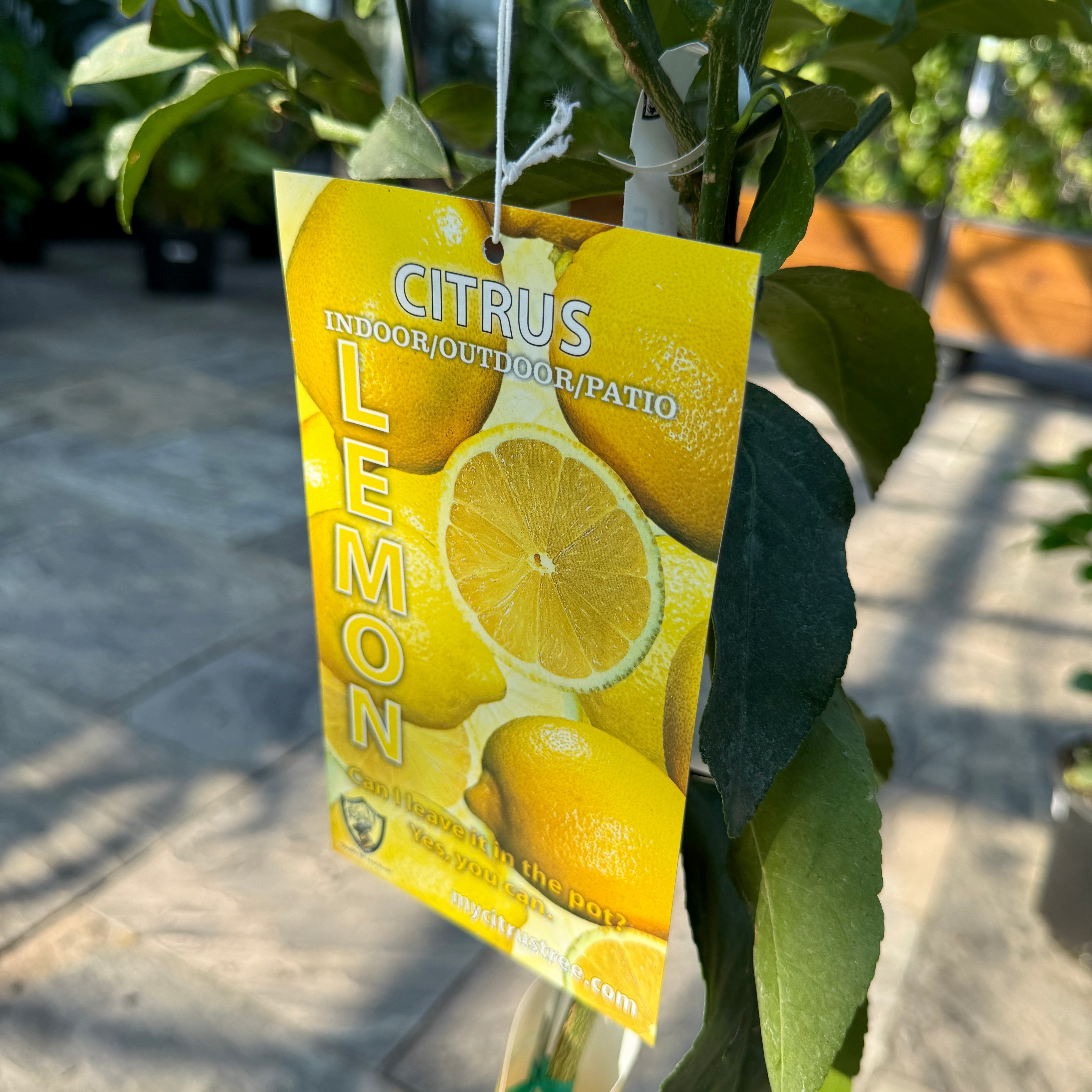 Citrus x meyeri (Meyer Lemon) - 5g Pot