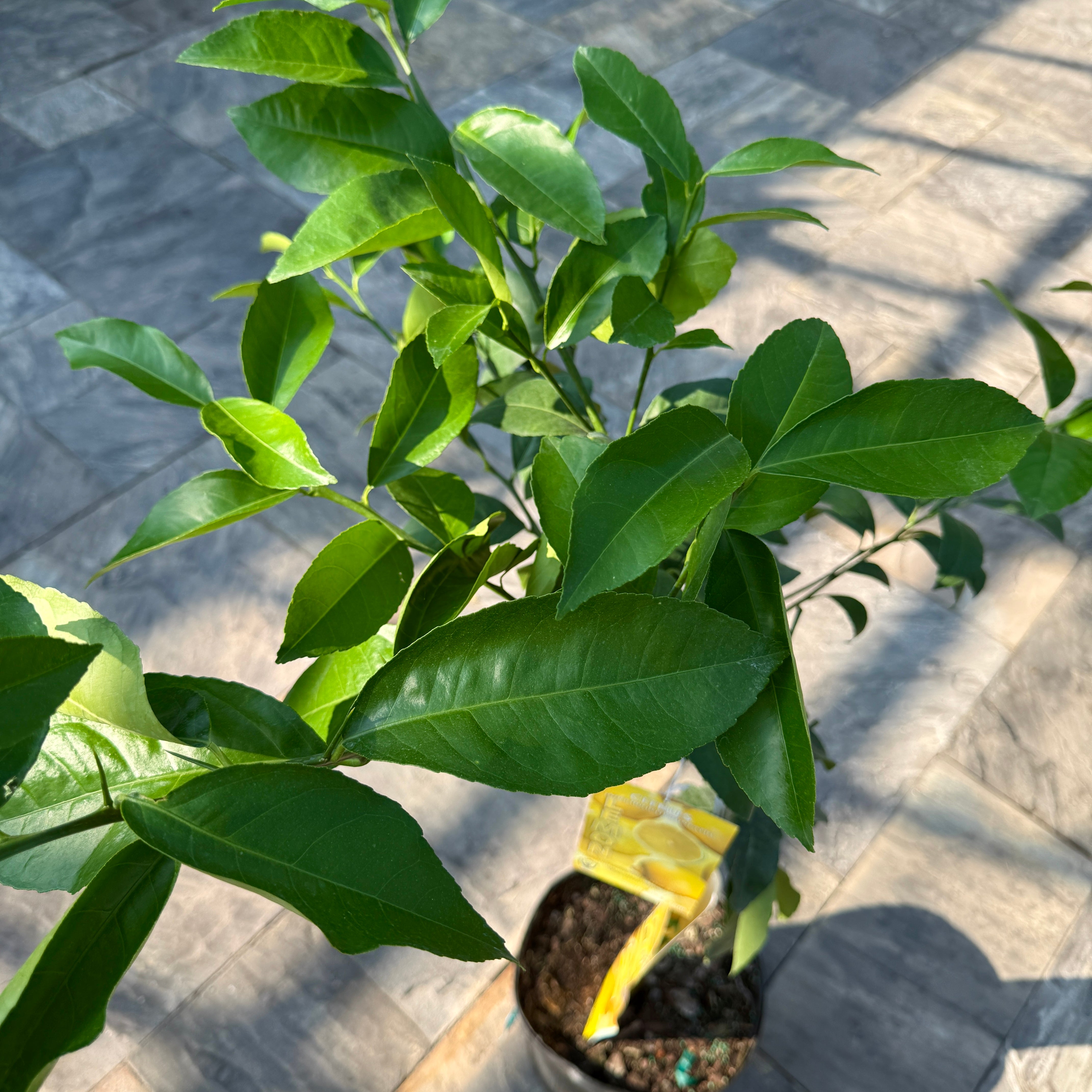 Citrus x meyeri (Meyer Lemon) - 5g Pot