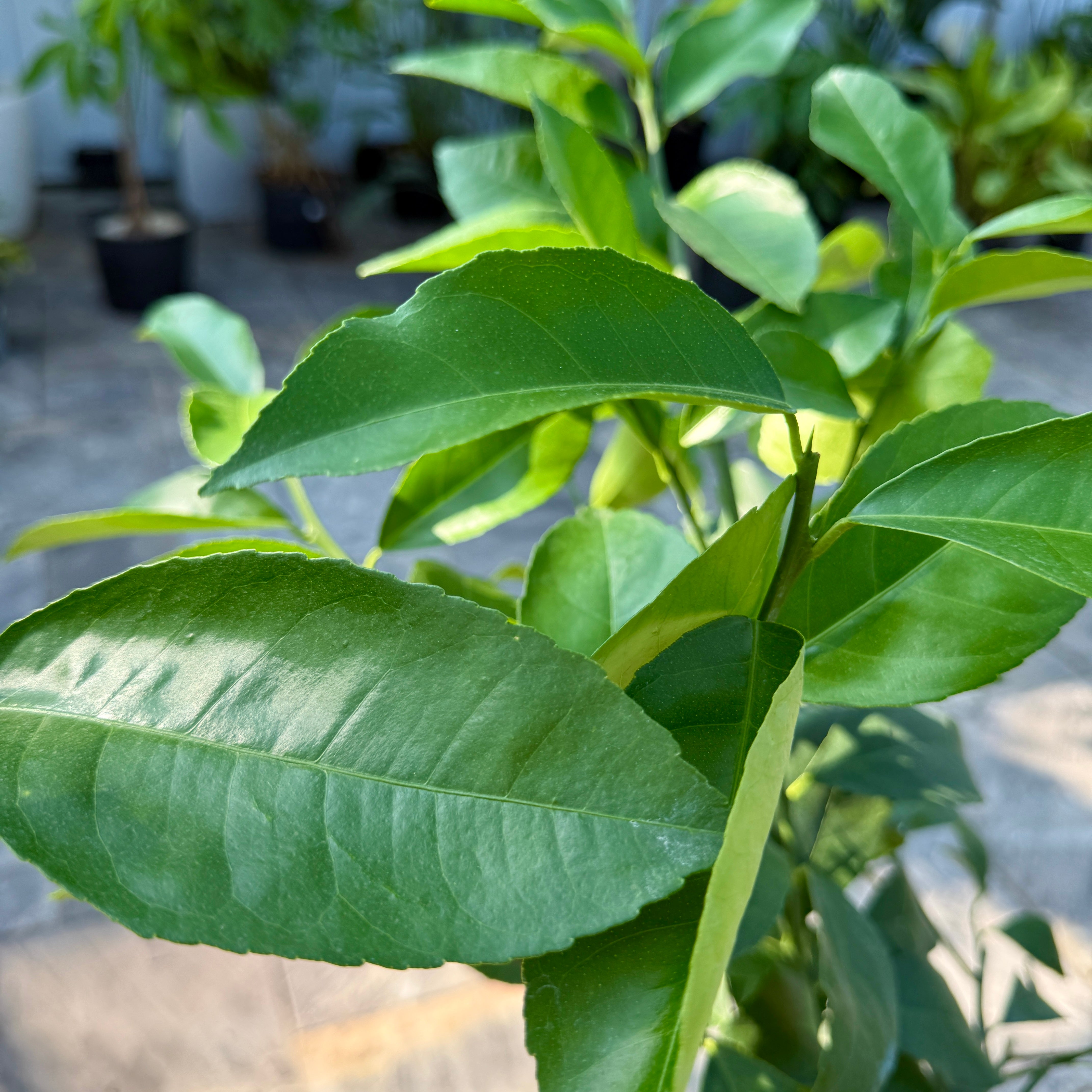 Citrus x meyeri (Meyer Lemon) - 5g Pot