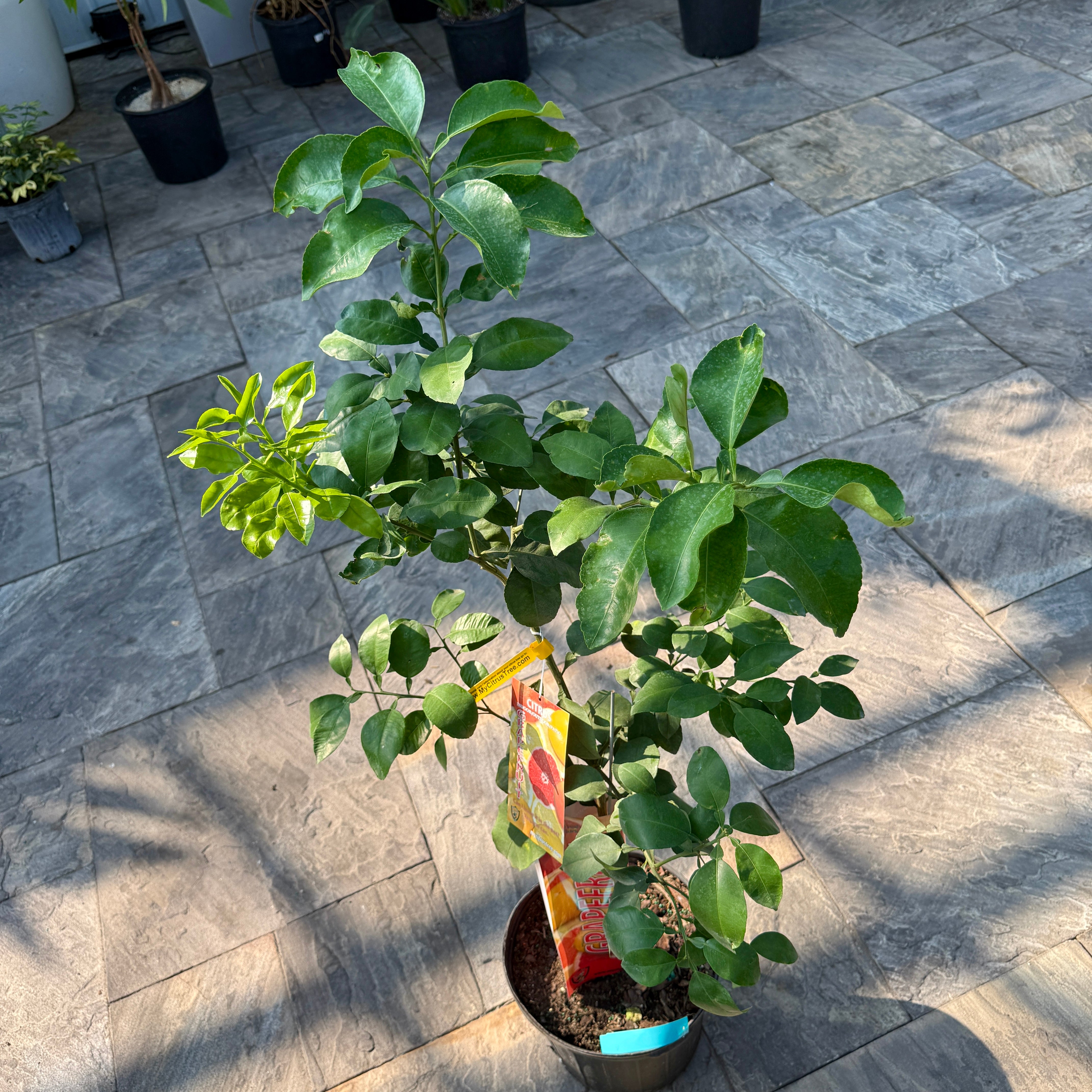 Citrus paradisi 'Ruby Ray' (Ruby Ray Grapefruit) - 5g Pot