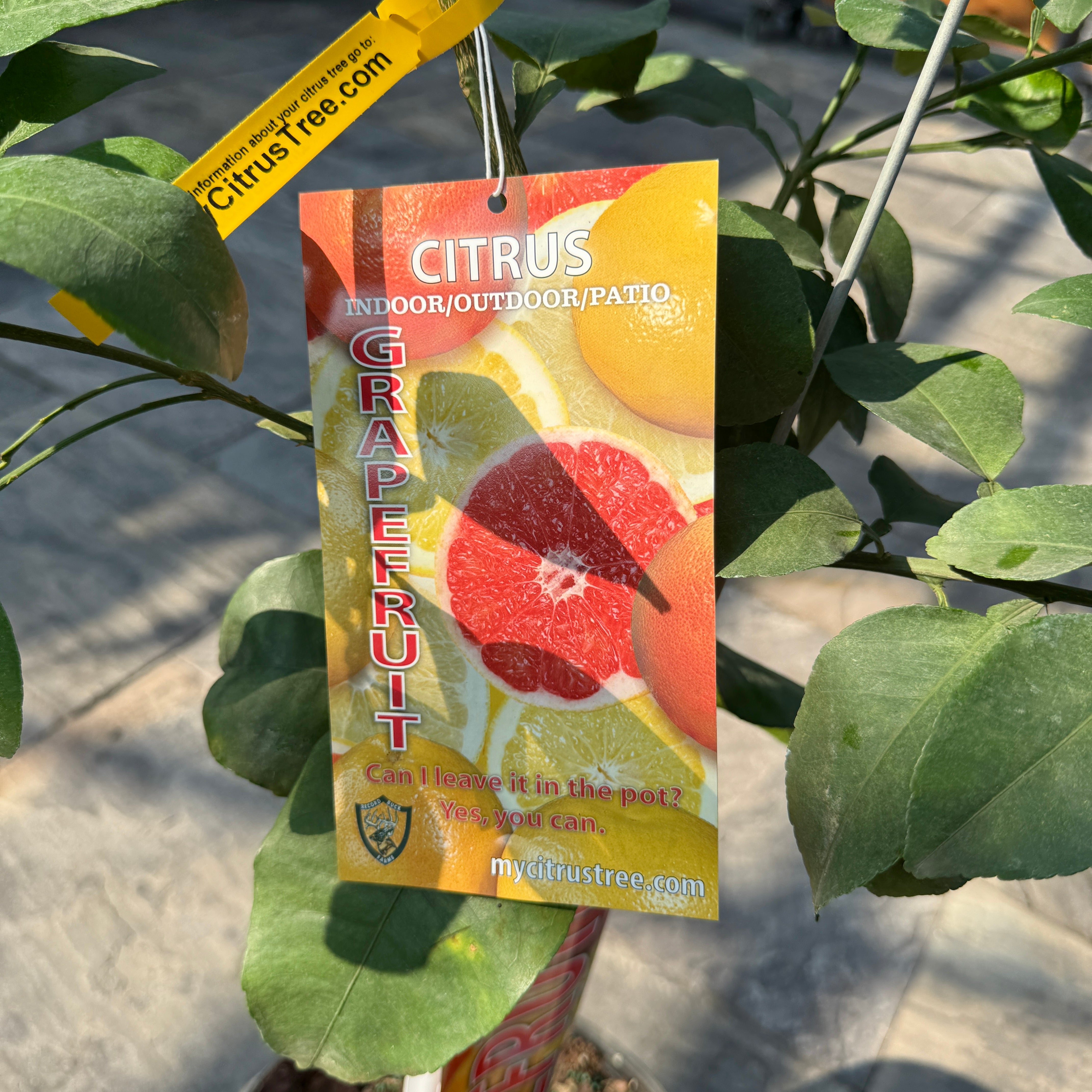 Citrus paradisi 'Ruby Ray' (Ruby Ray Grapefruit) - 5g Pot