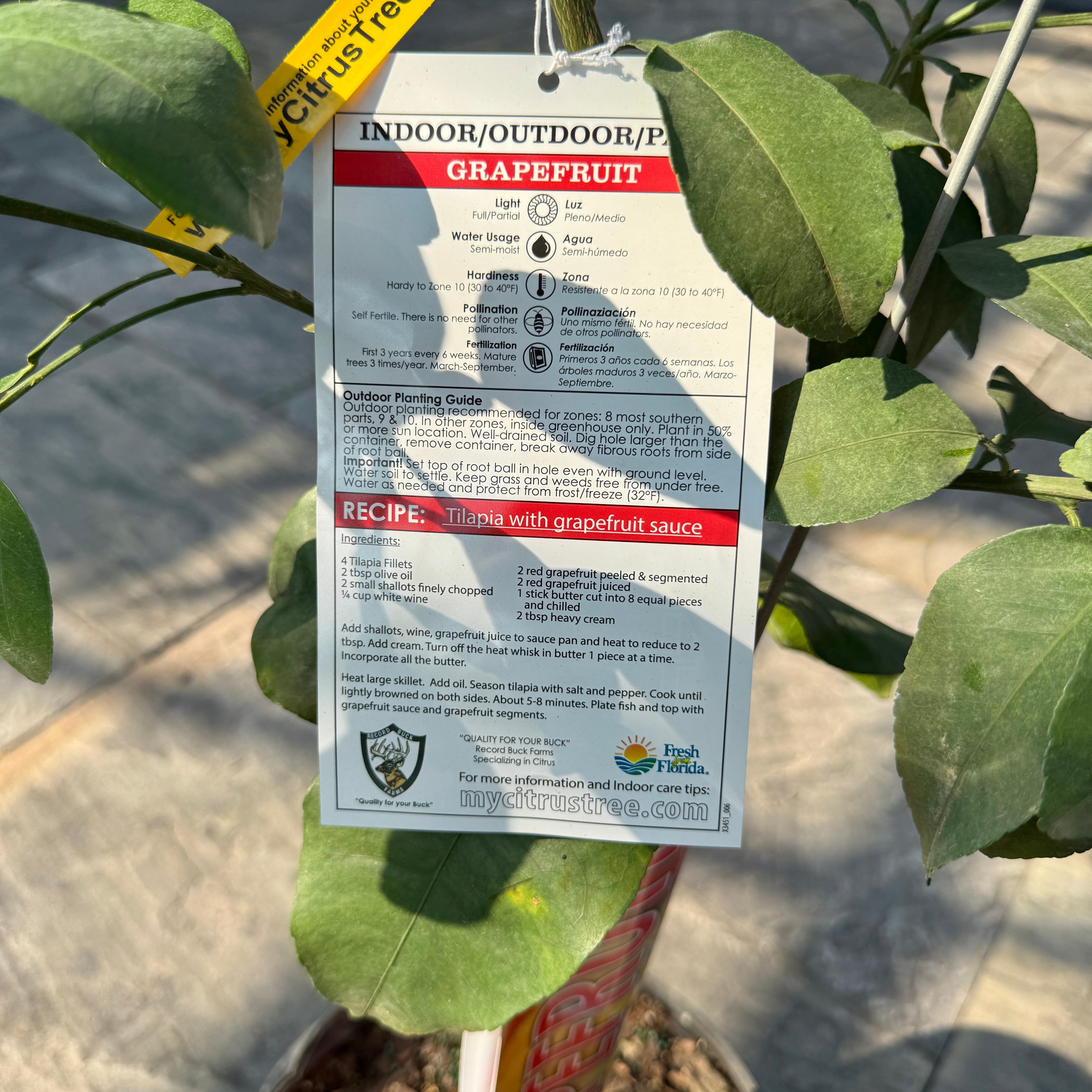 Citrus paradisi 'Ruby Ray' (Ruby Ray Grapefruit) - 5g Pot