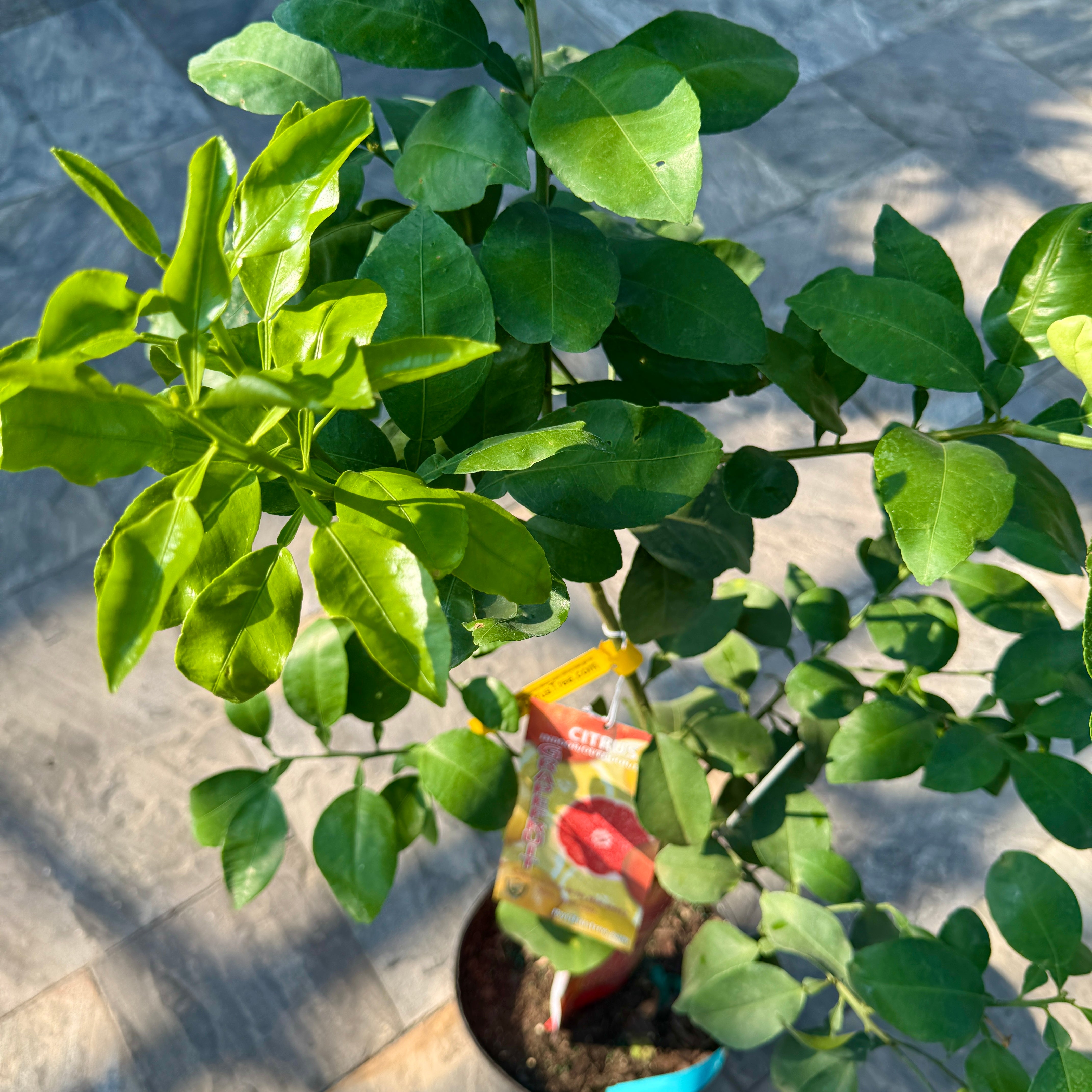 Citrus paradisi 'Ruby Ray' (Ruby Ray Grapefruit) - 5g Pot