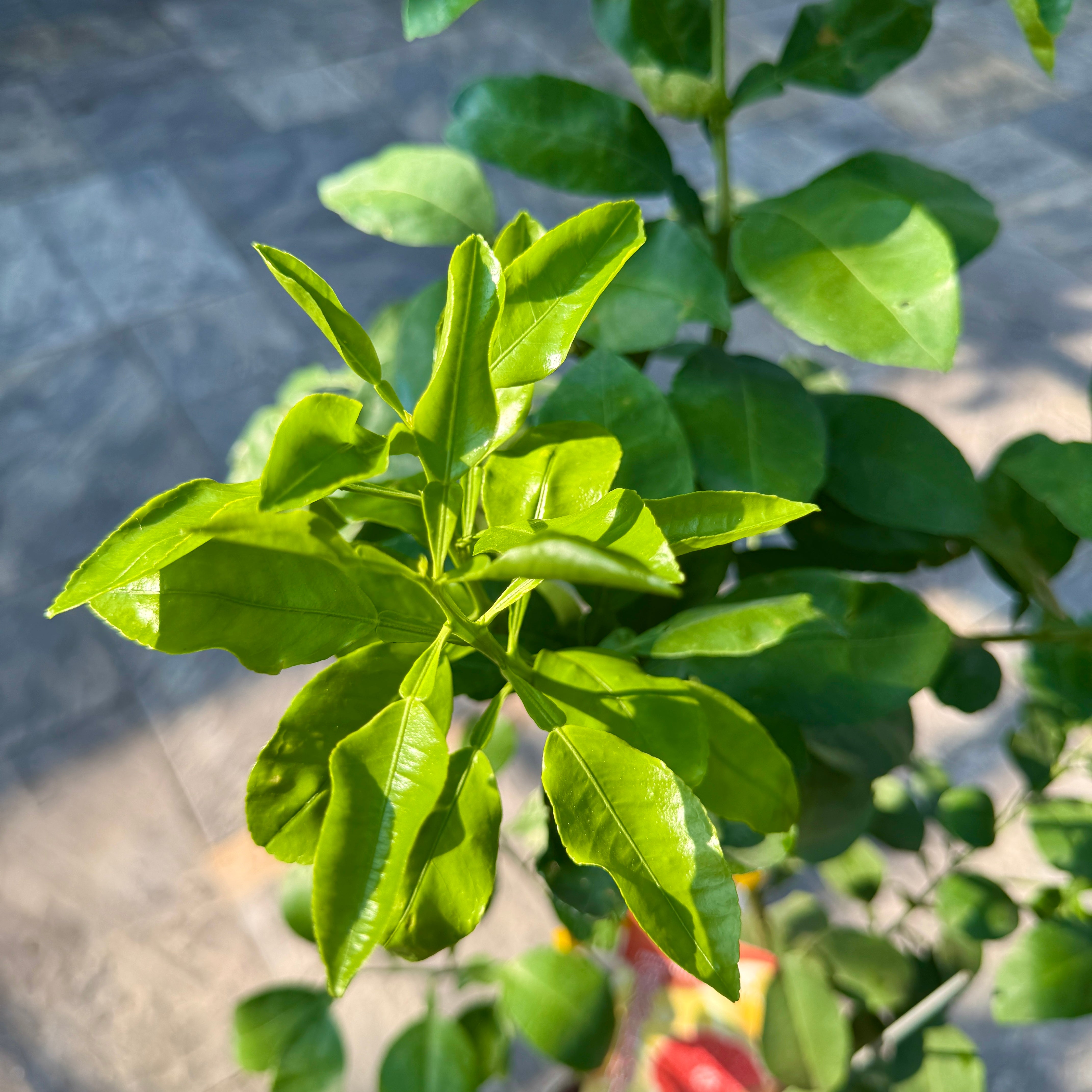 Citrus paradisi 'Ruby Ray' (Ruby Ray Grapefruit) - 5g Pot