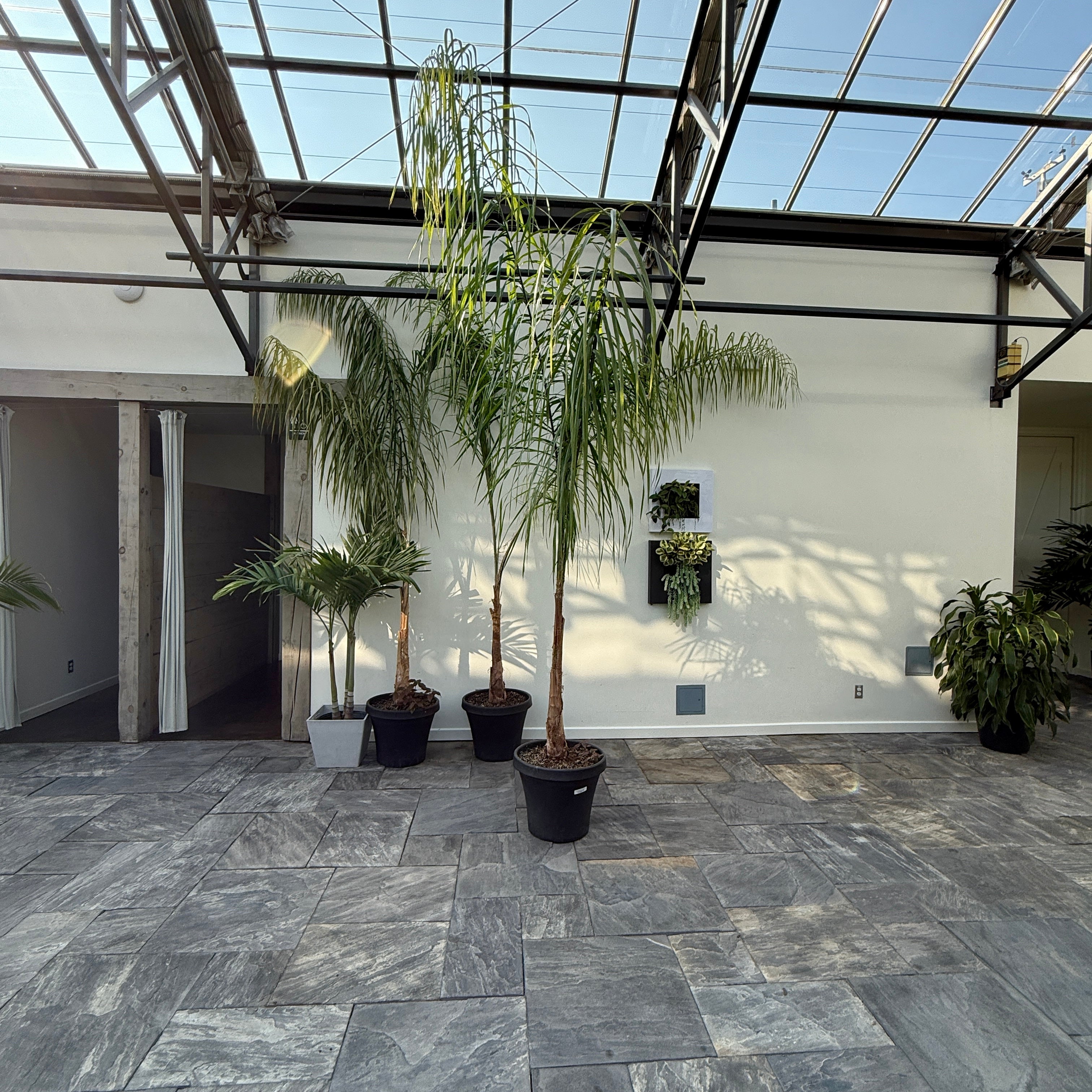 Queen Palm (Arecastrum romanzoffianum) - 20" Pot