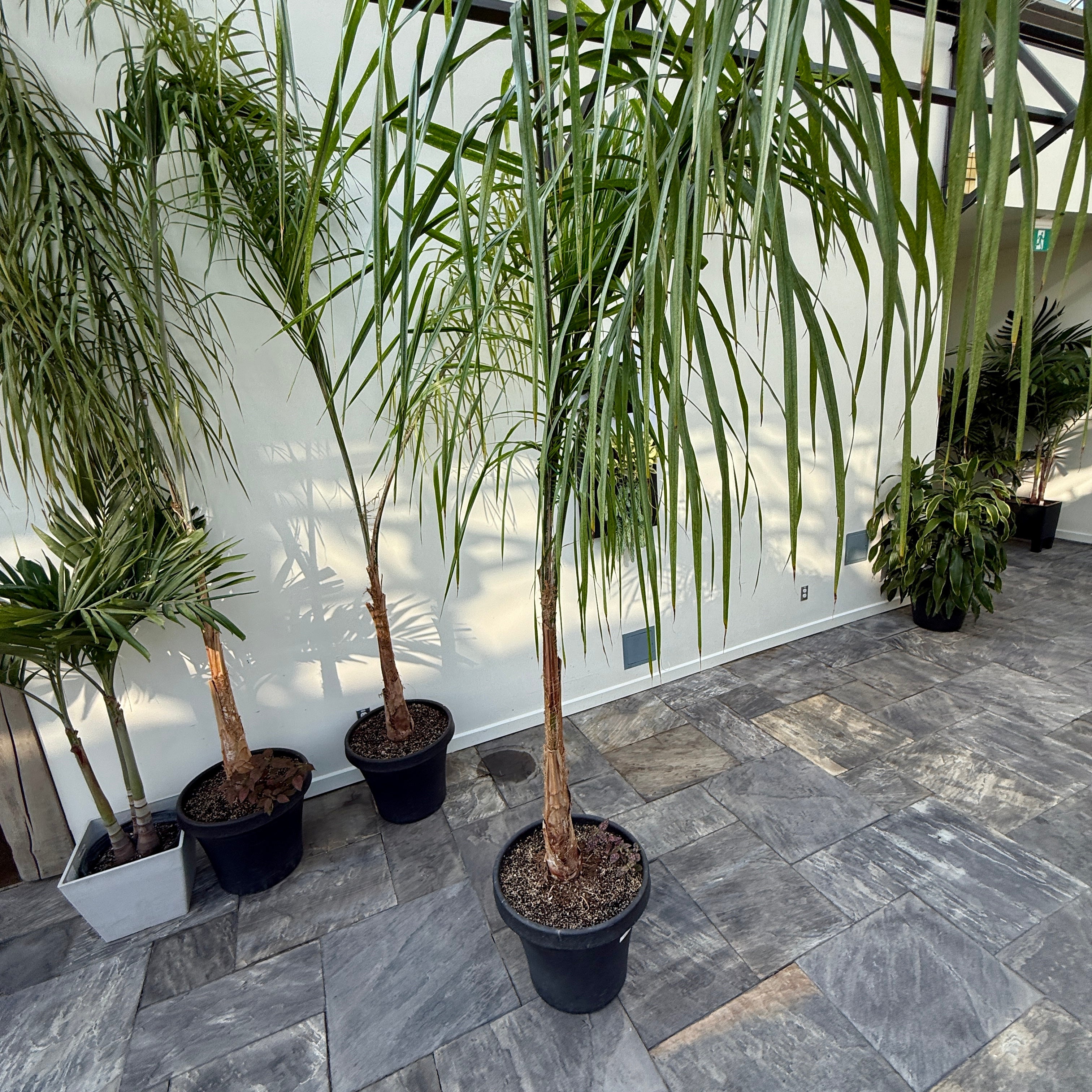 Queen Palm (Arecastrum romanzoffianum) - 20" Pot