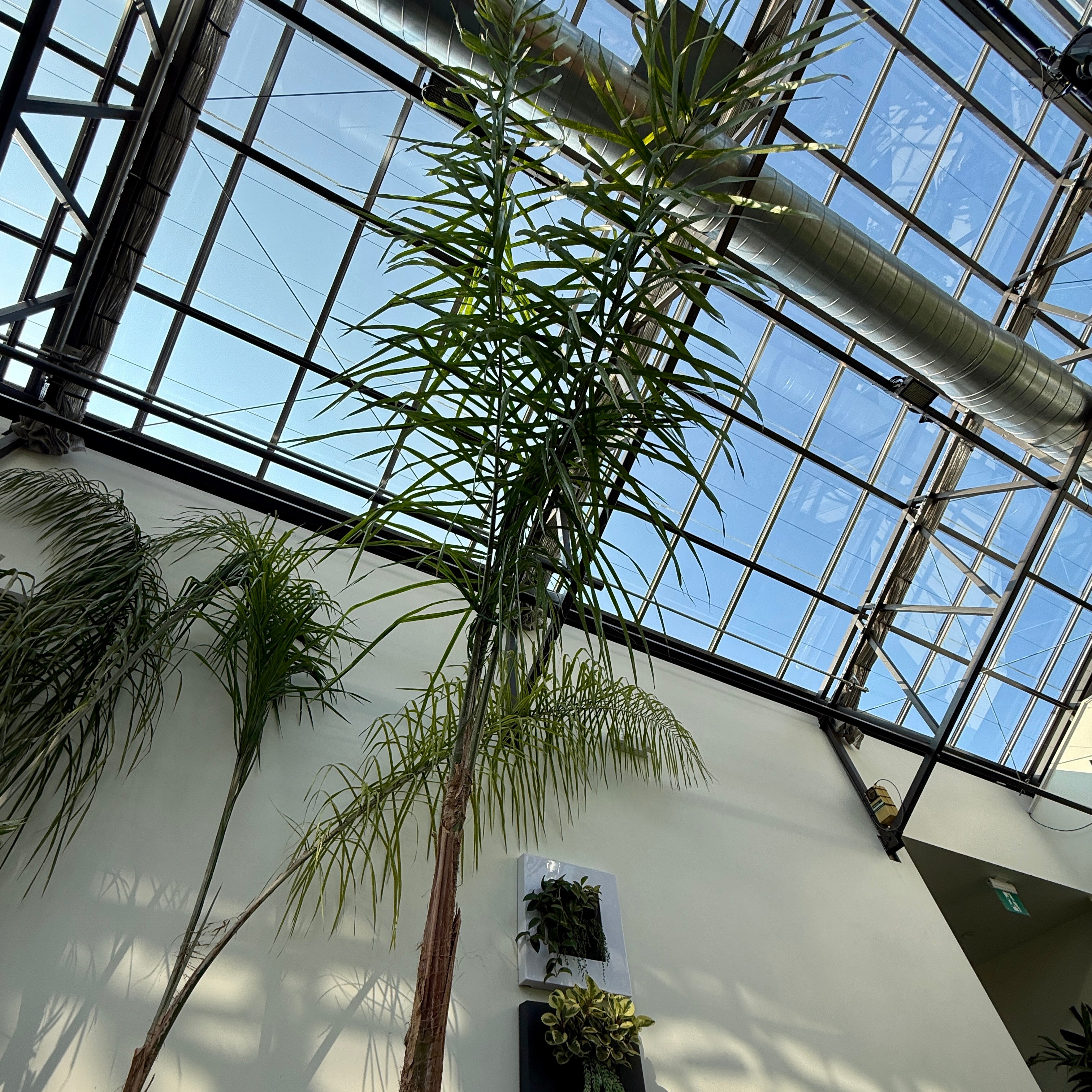 Queen Palm (Arecastrum romanzoffianum) - 20" Pot