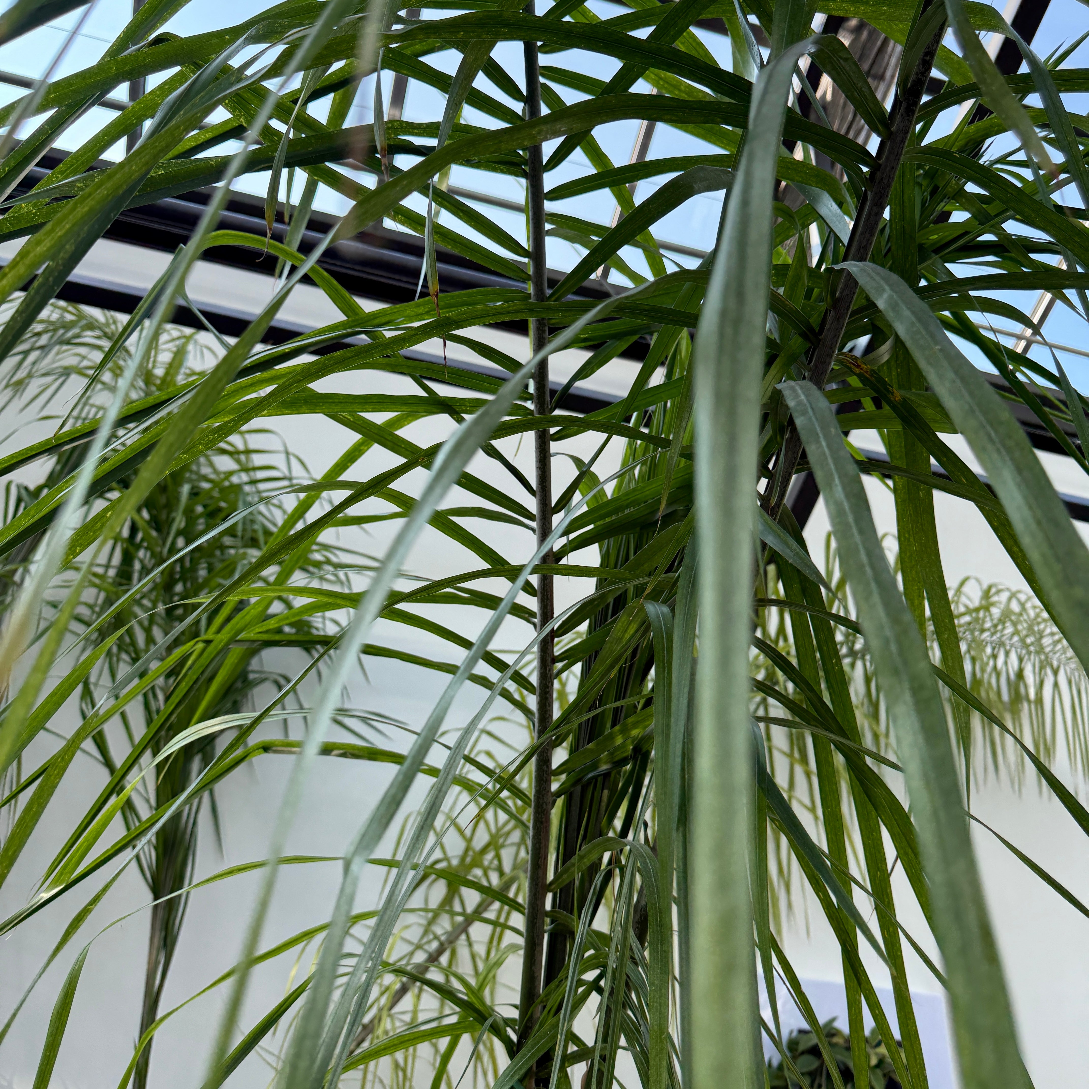 Queen Palm (Arecastrum romanzoffianum) - 20" Pot