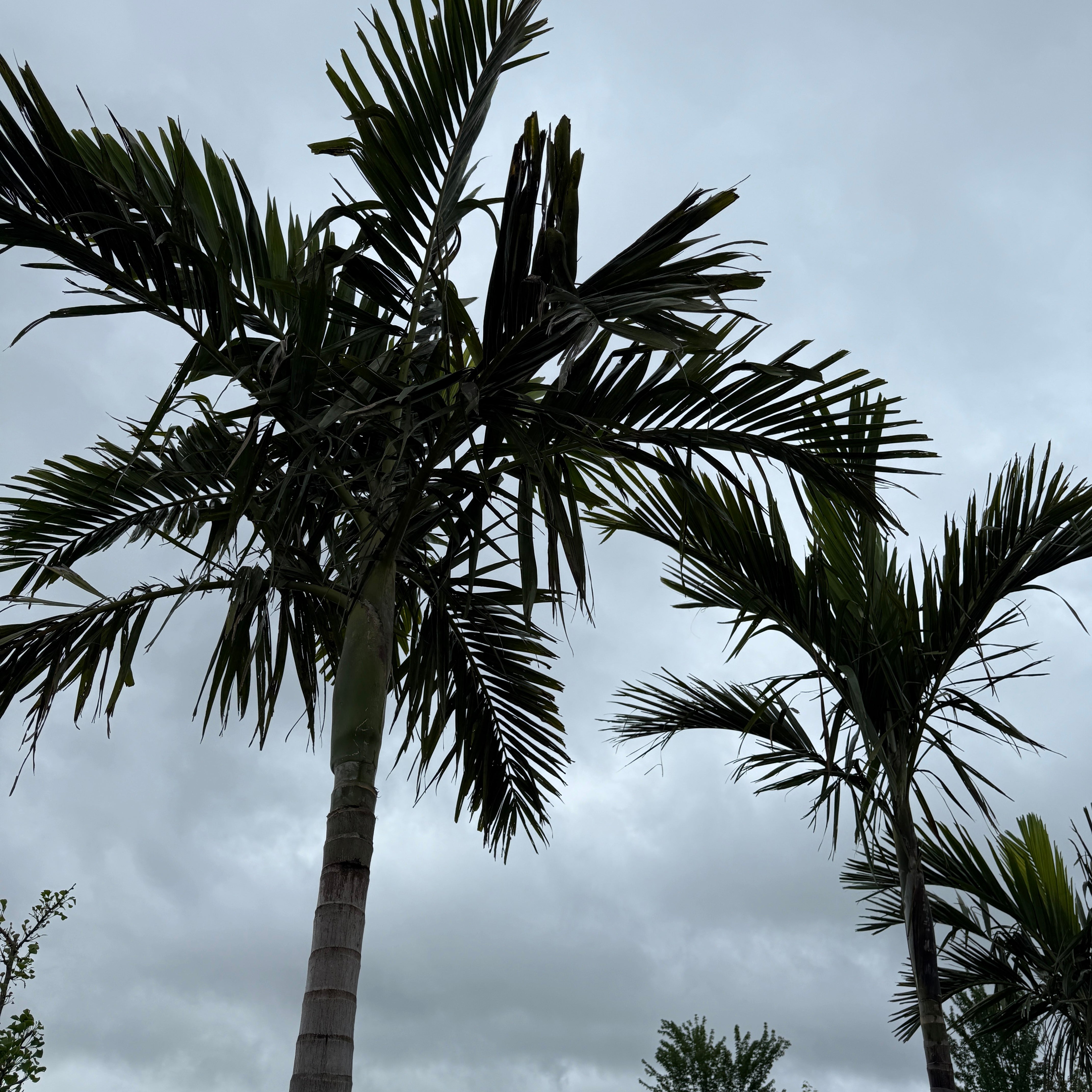 Alexander Palm (Ptychosperma elegans) - 14' BB - #1 Single