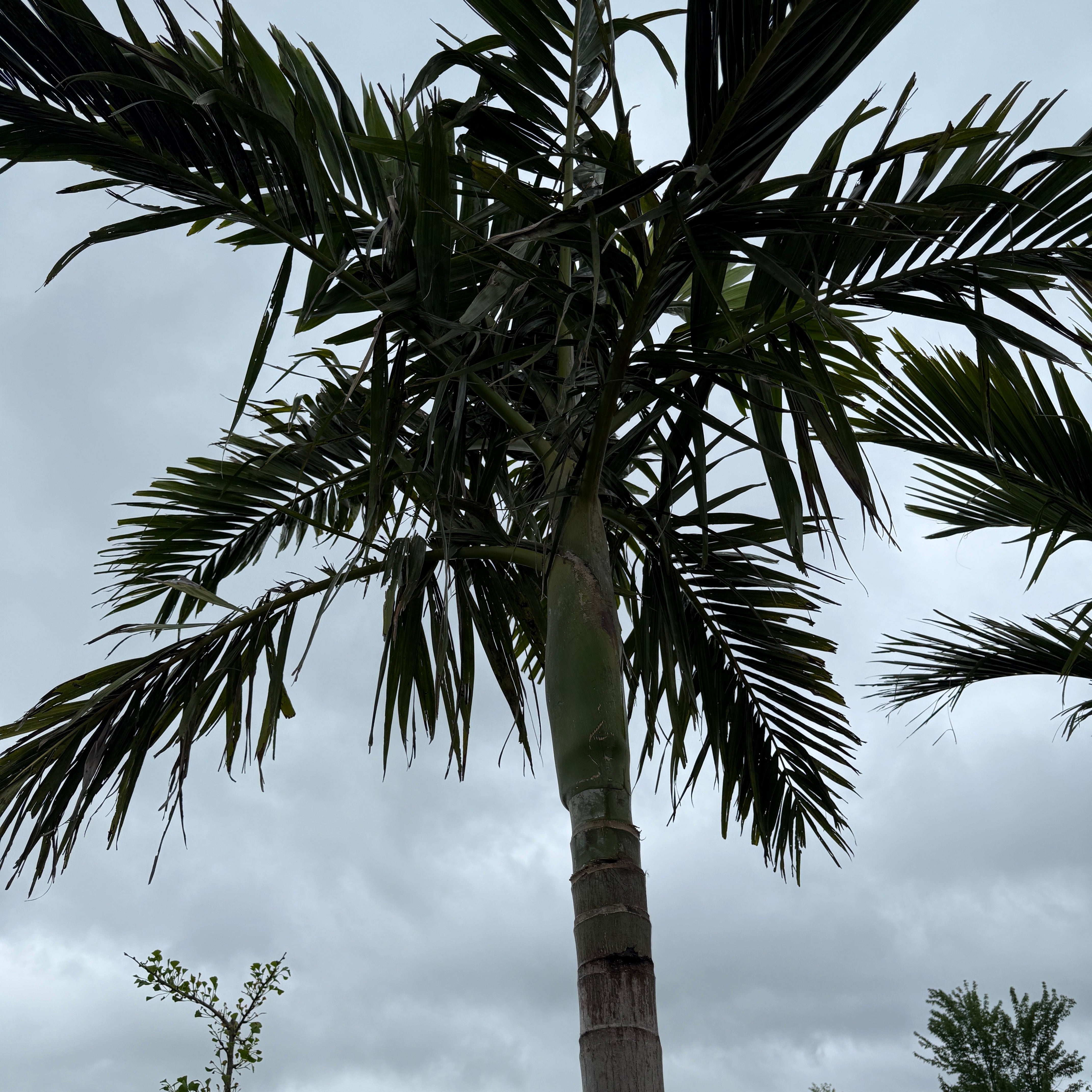 Alexander Palm (Ptychosperma elegans) - 14' BB - #1 Single