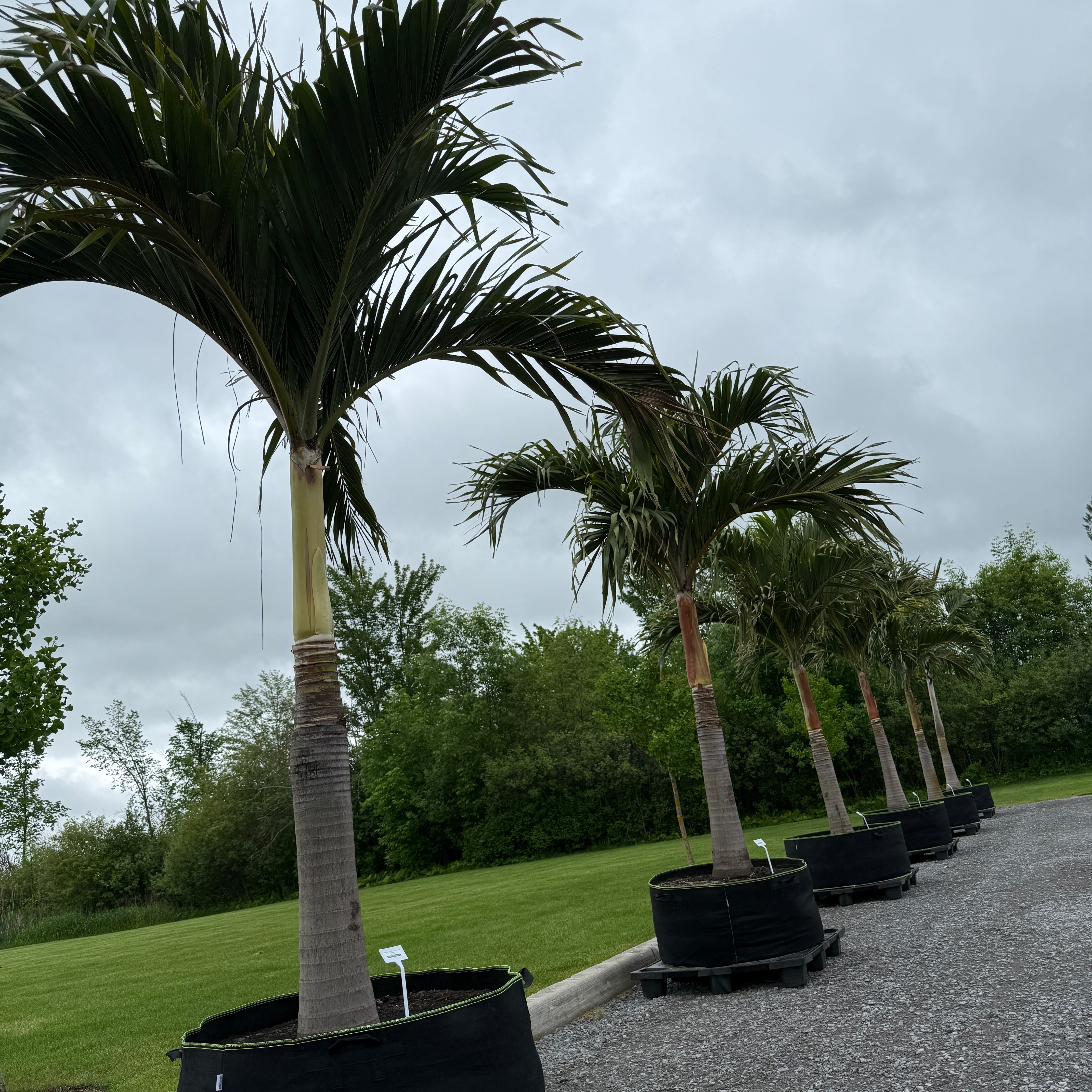 Christmas Palm (Adonidia merrillii) - 9' BB - FF Single