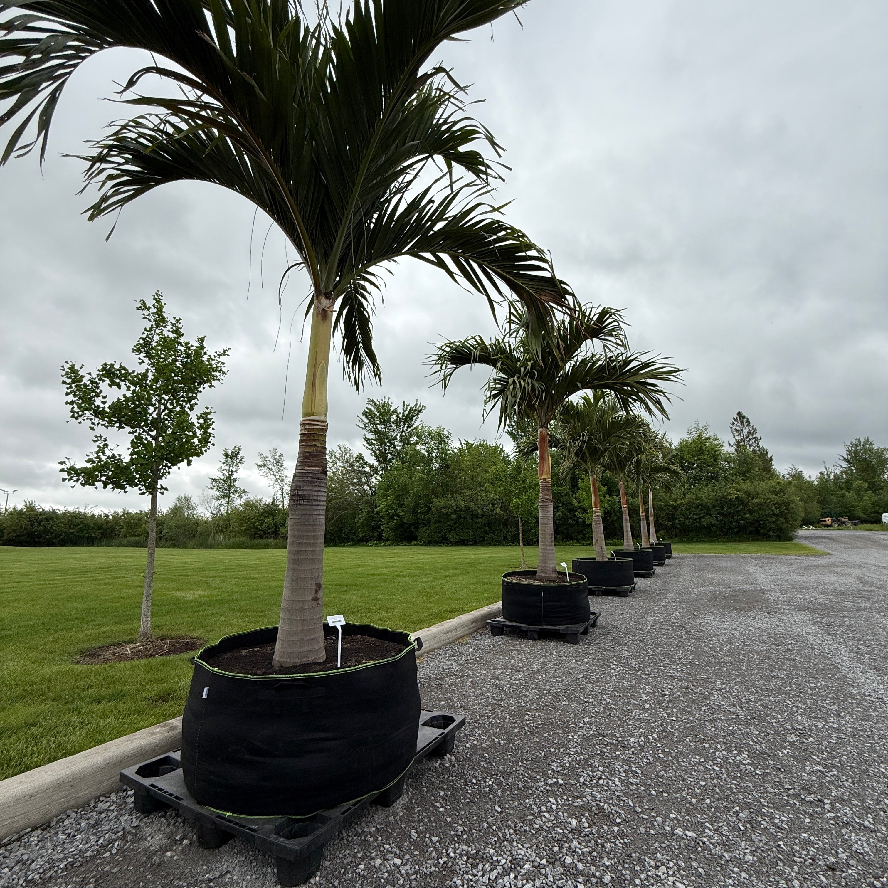 Christmas Palm (Adonidia merrillii) - 9' BB - FF Single