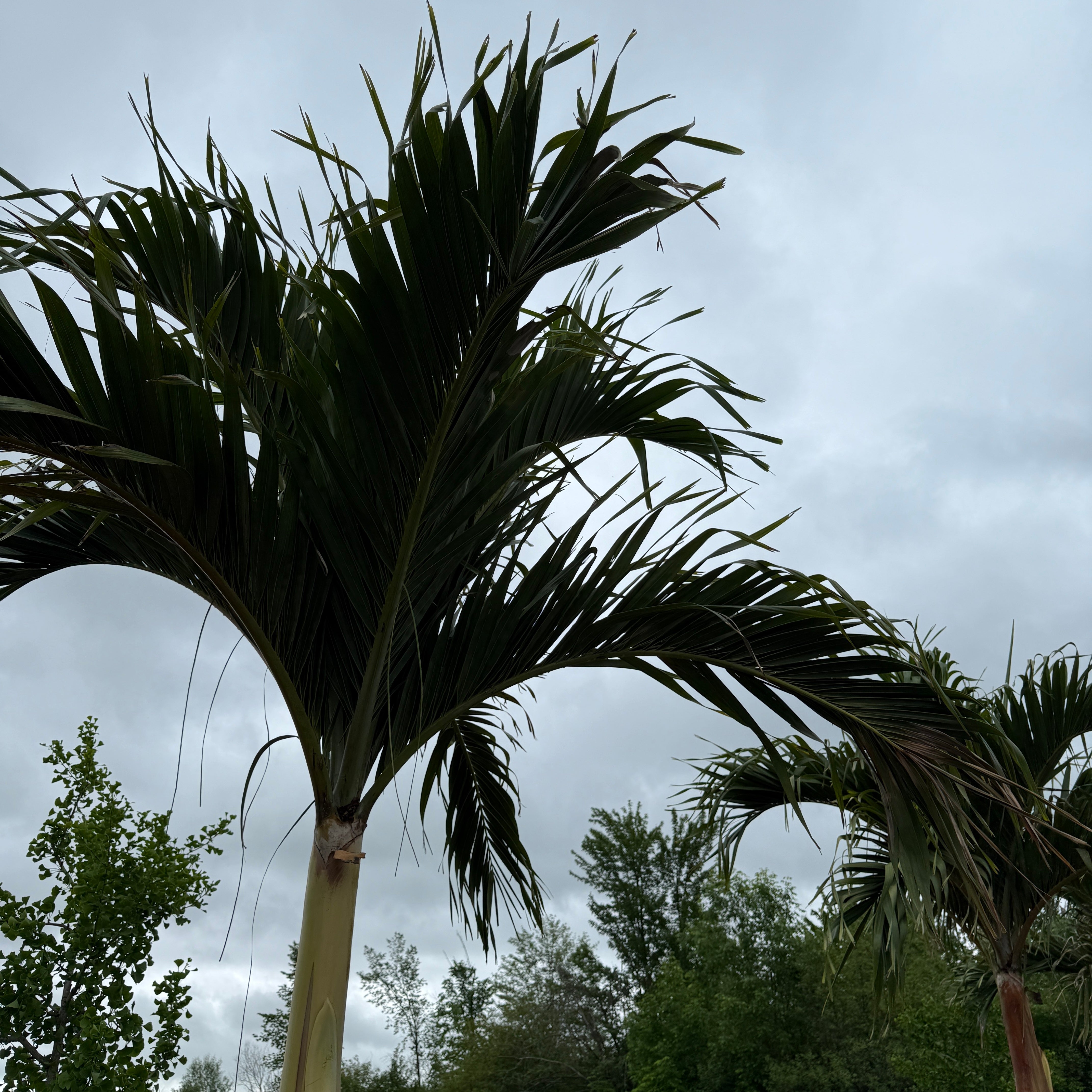 Christmas Palm (Adonidia merrillii) - 9' BB - FF Single