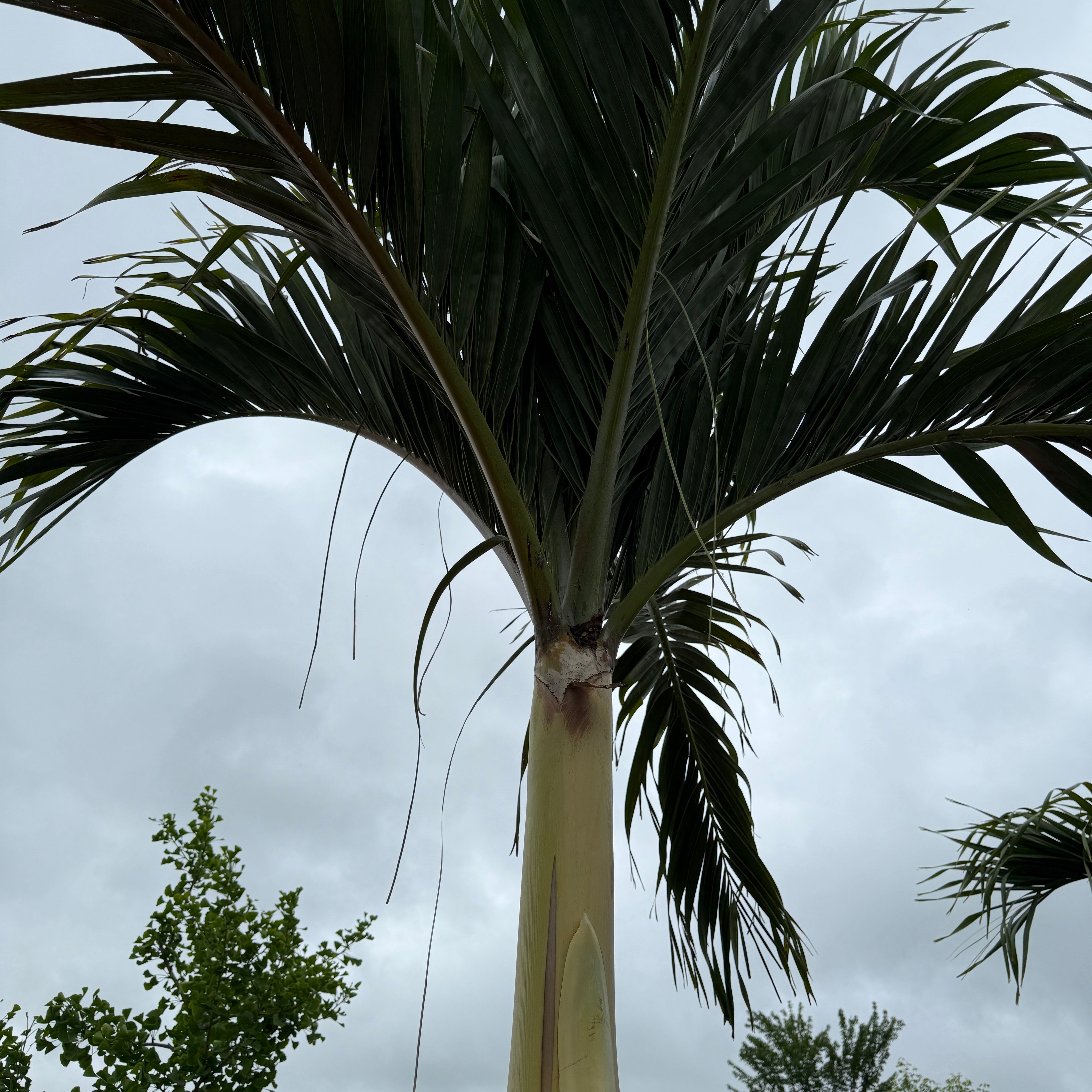 Christmas Palm (Adonidia merrillii) - 9' BB - FF Single