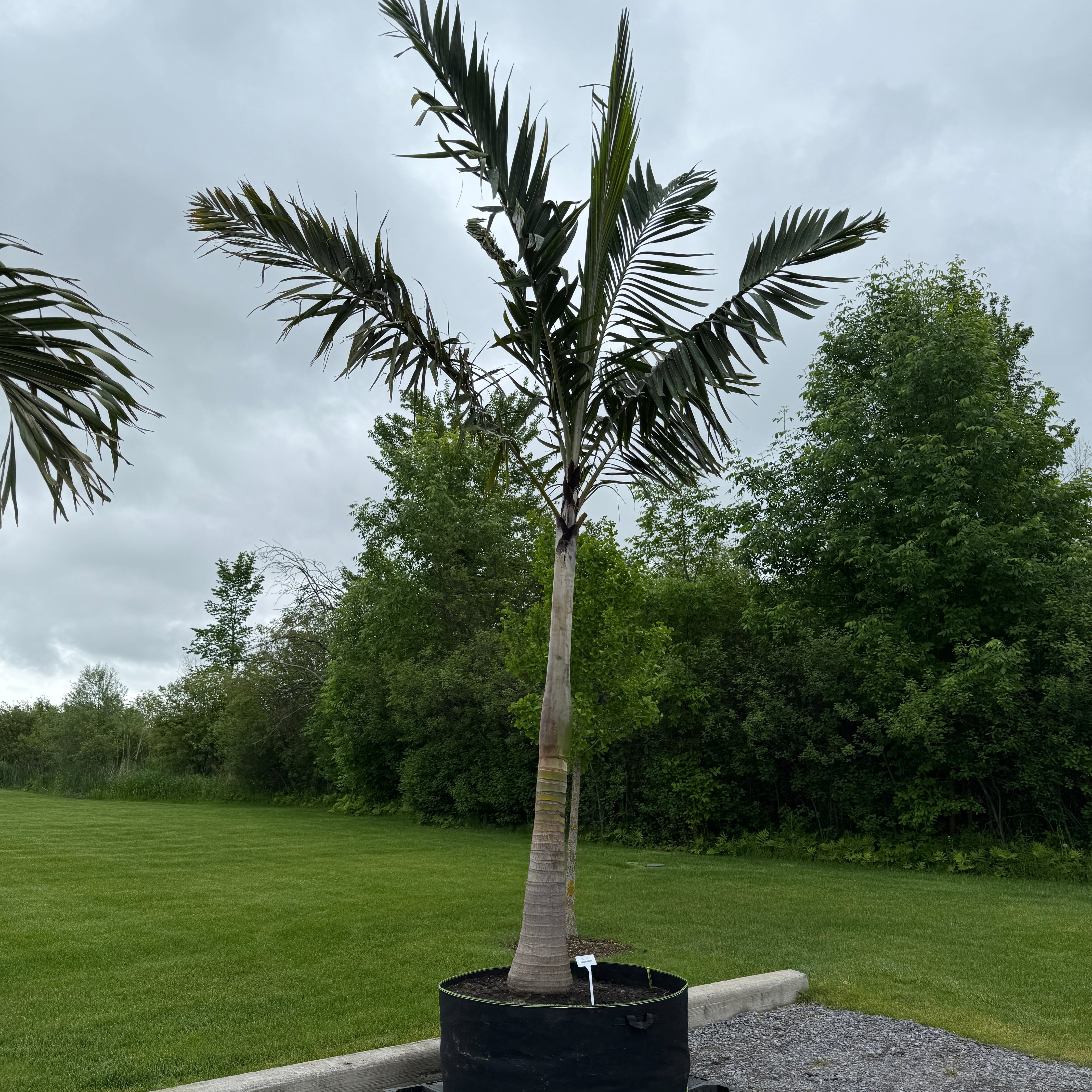 Montgomery Palm (Vechia Montgomeryana) - 14' BB - #1 Single