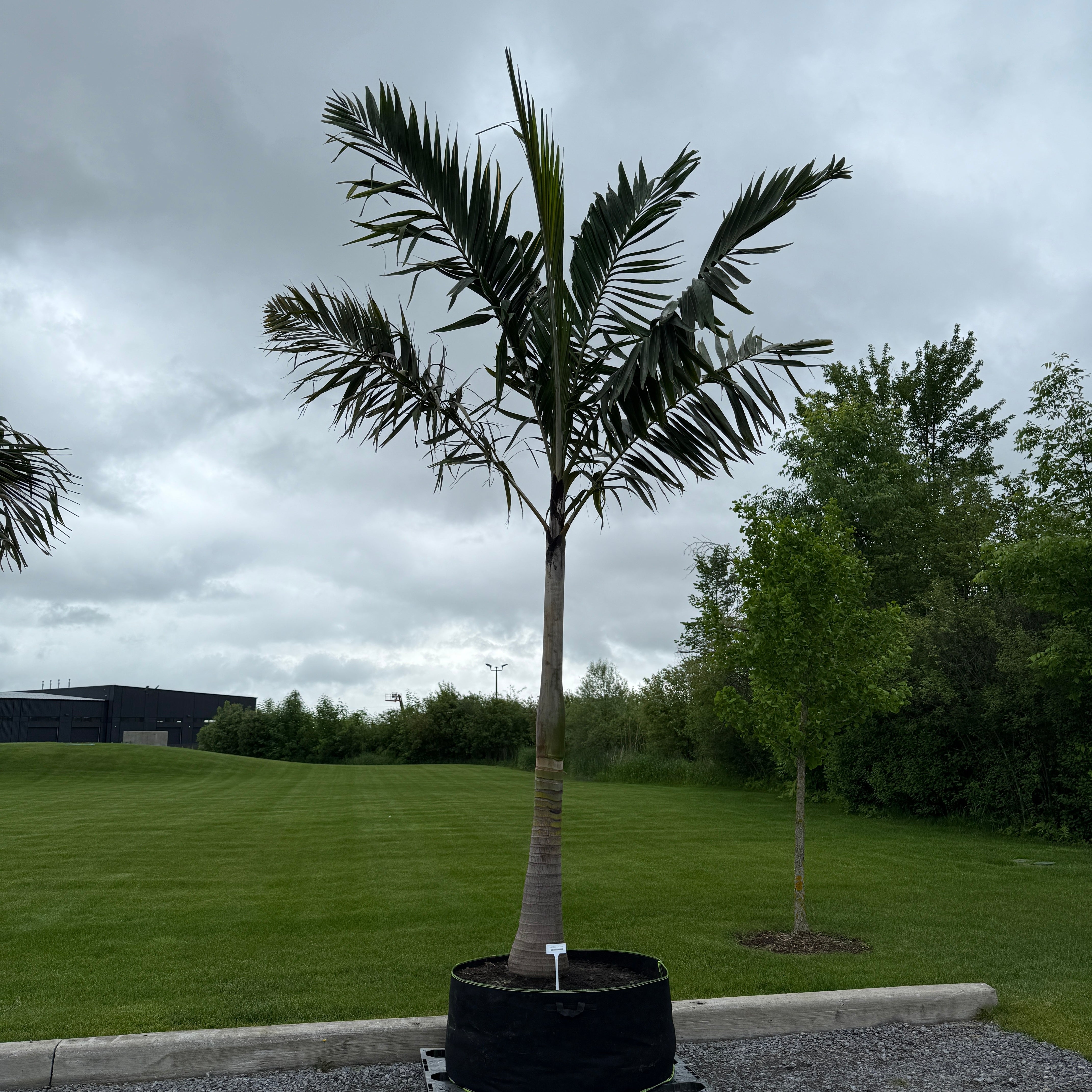 Montgomery Palm (Vechia Montgomeryana) - 14' BB - #1 Single